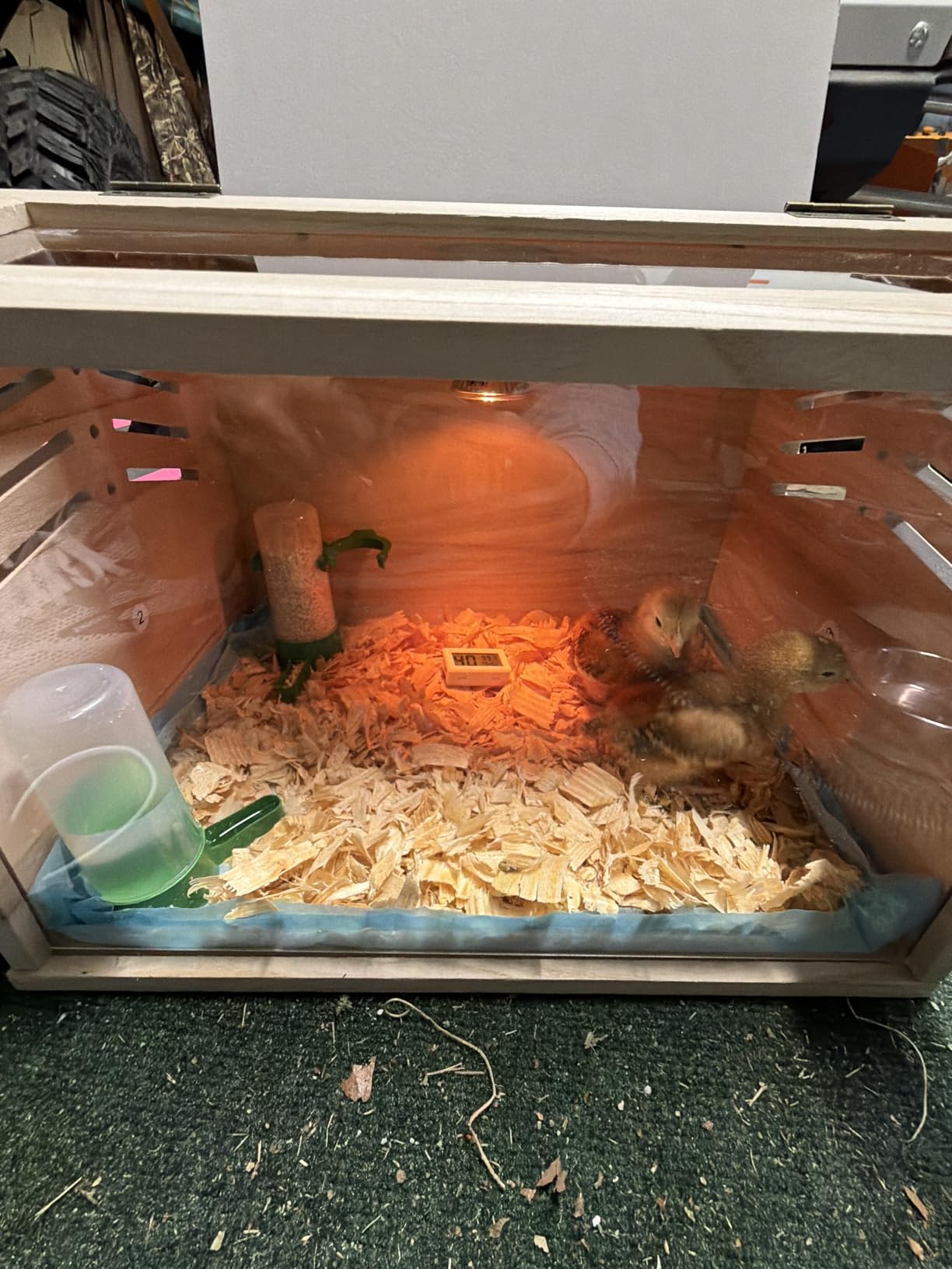 Chicken Brooder Box for Chicks & Quail with 3 Absorbent Pads, Feeder and Waterer - Adjustable Temperature Control Brooding Box customer photo 2