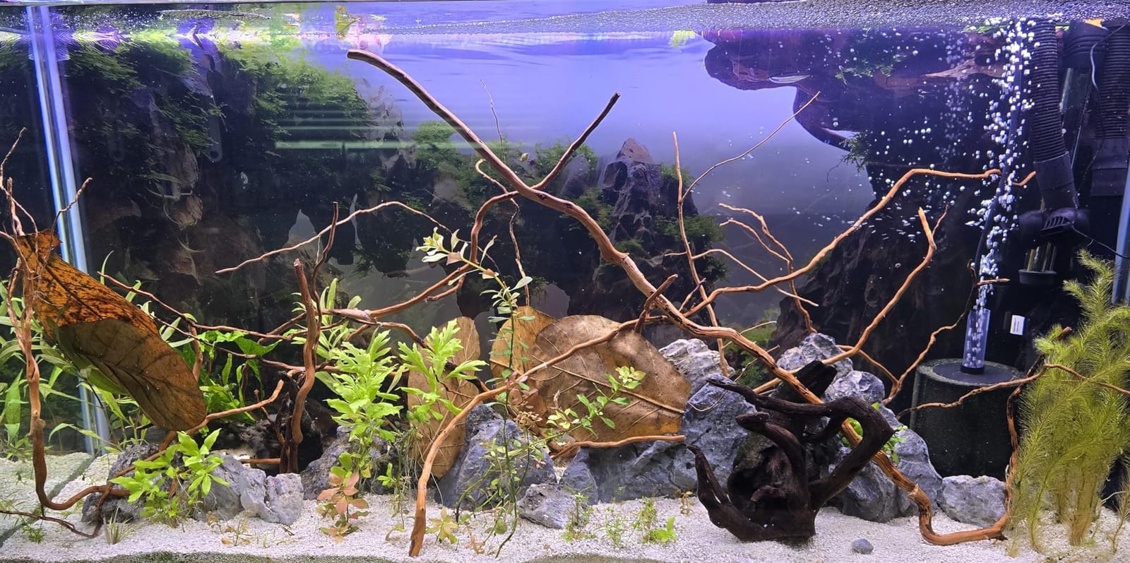 Azil Natural Aquarium Driftwood Root – Driftwood for Aquarium Decor, 170g~0.38lb (14″–16″), Fish Tanks, Terrariums, Aquascaping & Planted Tanks customer photo 1