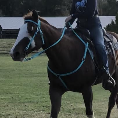 Majestic Ally Nylon Padded Equestrian Browband Headstall, Reins & BreastCollar Set for Horse - Full customer photo 1