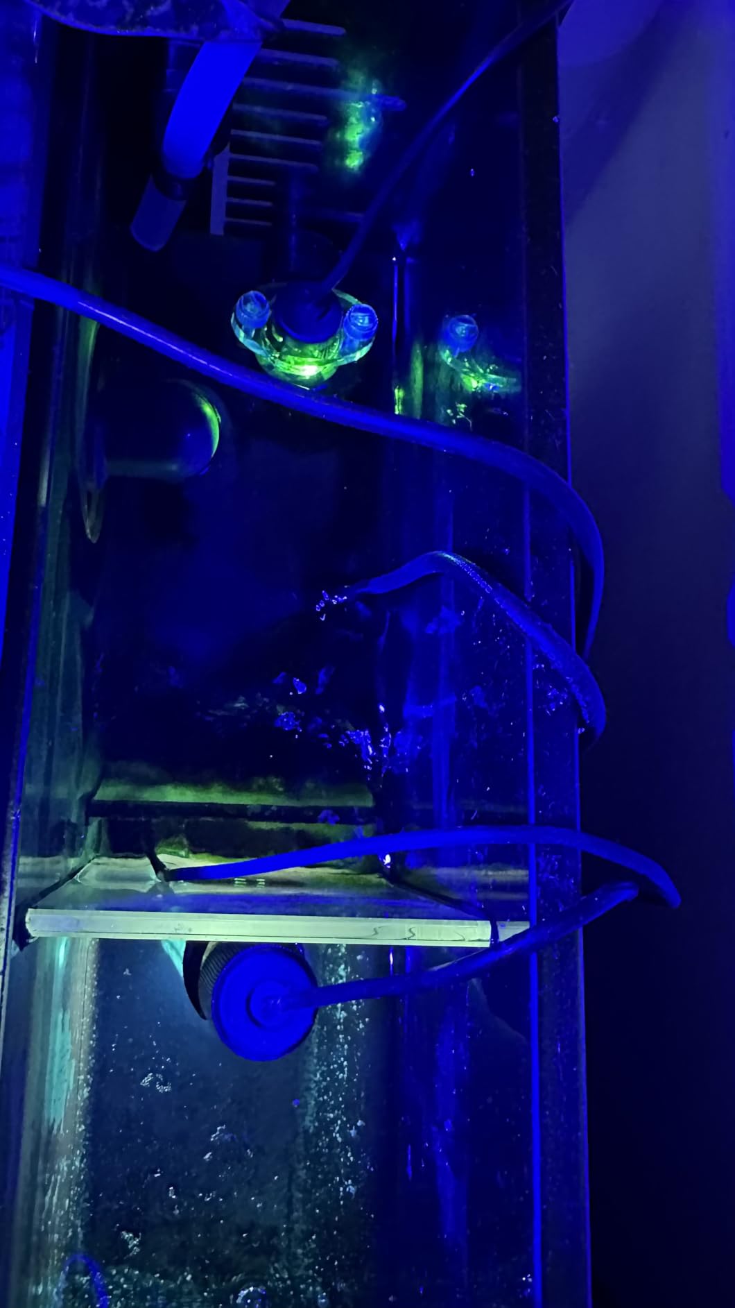 Saltwater Auto Top Off - Reliable, Compact, No External Box | mini top off, one piece probe, sealed, no flood, nano sump, rimless tank, easy setup, silent, reef safe, AI smart customer photo 1