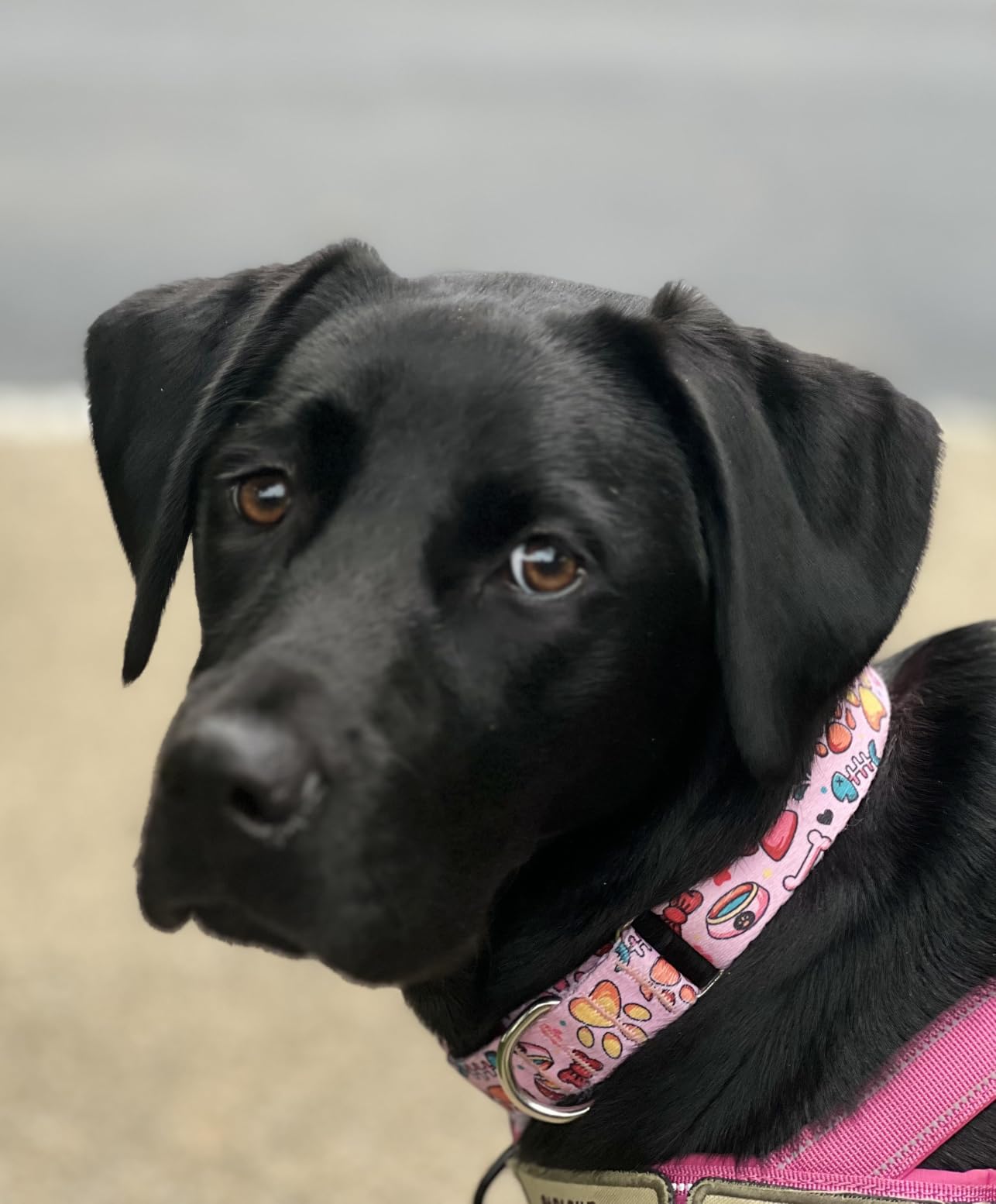 Hikiko Martingale Collar for Dogs with Special Pattern, Adjustable, M | No Slip Safety Quick Release Buckle, Escape Proof No Pull Without Choking, Soft Nylon customer photo 2