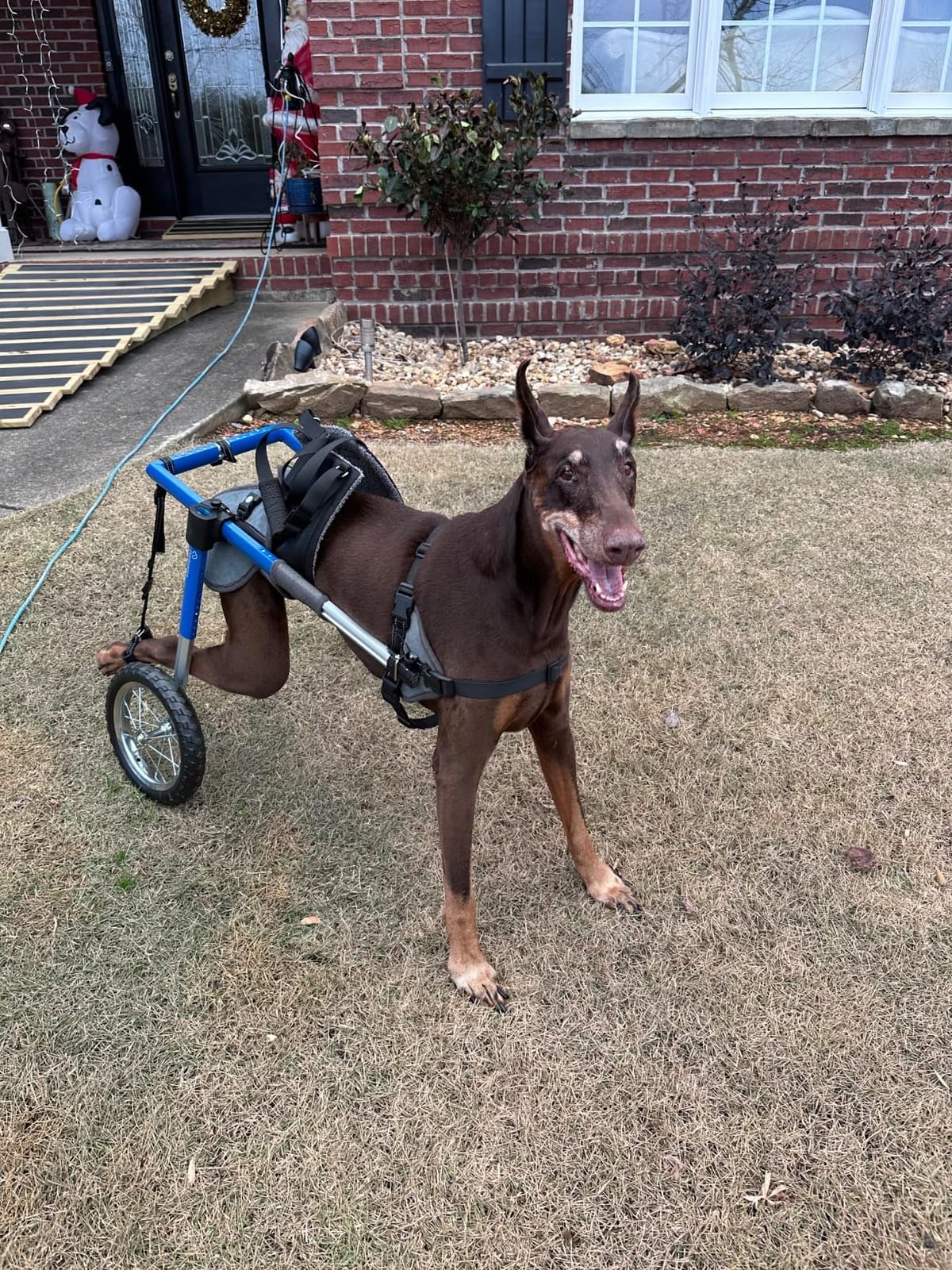Dog Wheelchair for Back Legs, Dog Wheelchair with All-Terrain Tires & Durable Bearings, Large Dog Wheelchair for Back Legs, 55.1-88.1 lbs (XL) customer photo 1