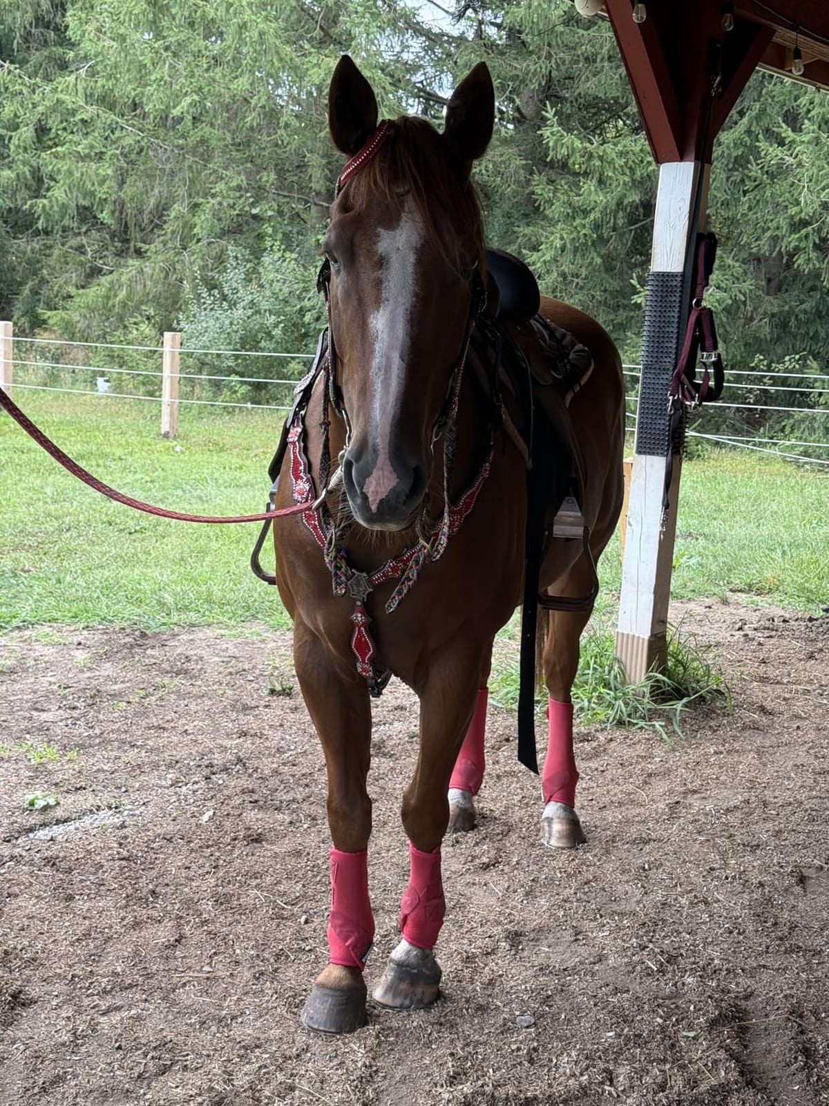 Western Leather Headstall & Breast Collar Set for Horses - Valentine's Day Silver Metallic Cowhide with Rhinestones customer photo 2
