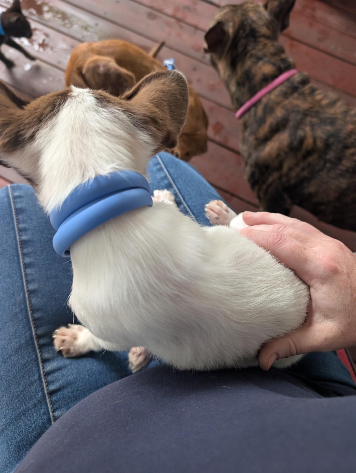 YOTANGO Flea Collar for Dogs, Dog Flea and Tick Collar, 4 Pack, 32 Months | Waterproof, Adjustable, and Lightweight for Dogs and Puppies. Four Collars Offer 32 Months and Start Within 24 Hours. customer photo 1