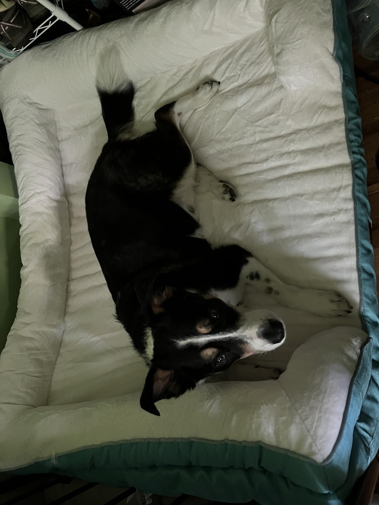 EHEYCIGA Orthopedic Small Dog Bed, Waterproof Memory Foam Washable Pet Beds customer photo 2