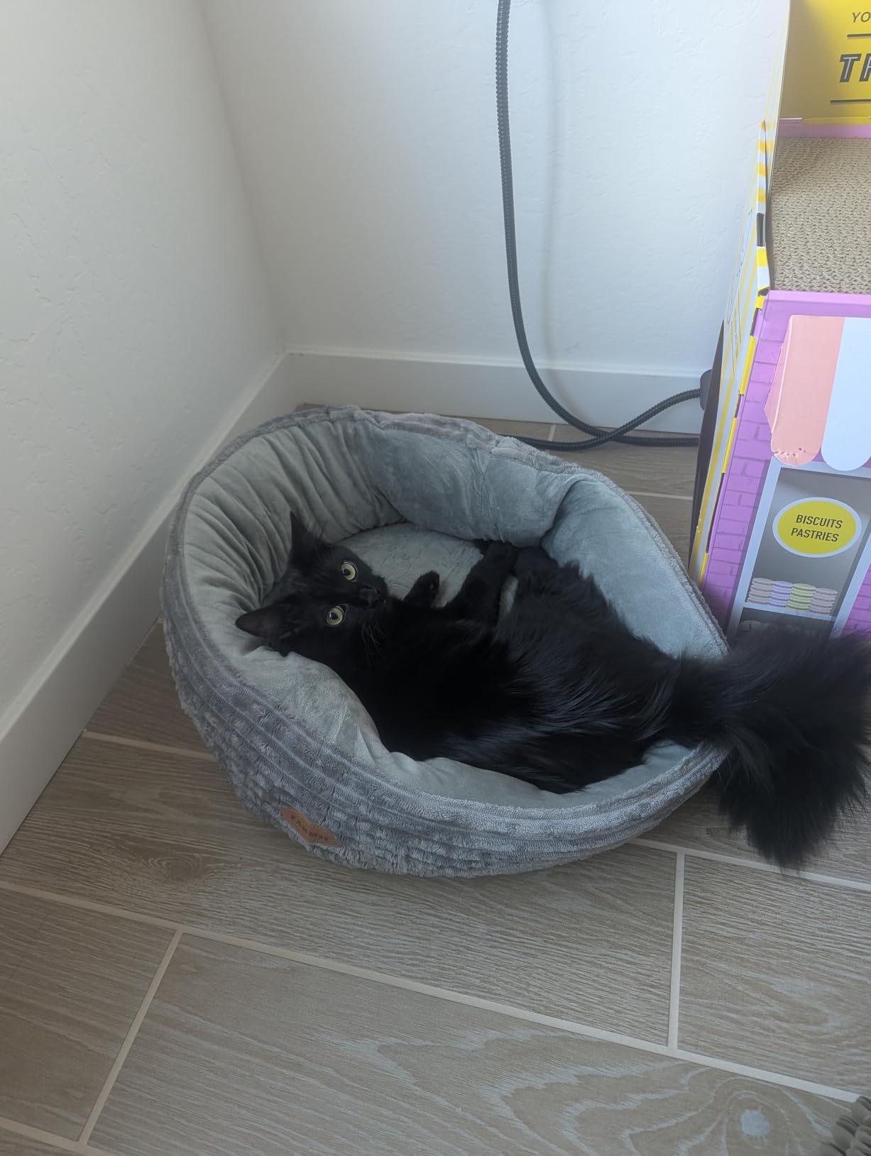 Heated Cat Bed for Indoor Cats, 20'' Electric Cat Heated Bed Pet Warming Bed for Cats and Small Dogs, Washable Calming Round Donut Pet Bed with Heating Pad, Indoor Use customer photo 1