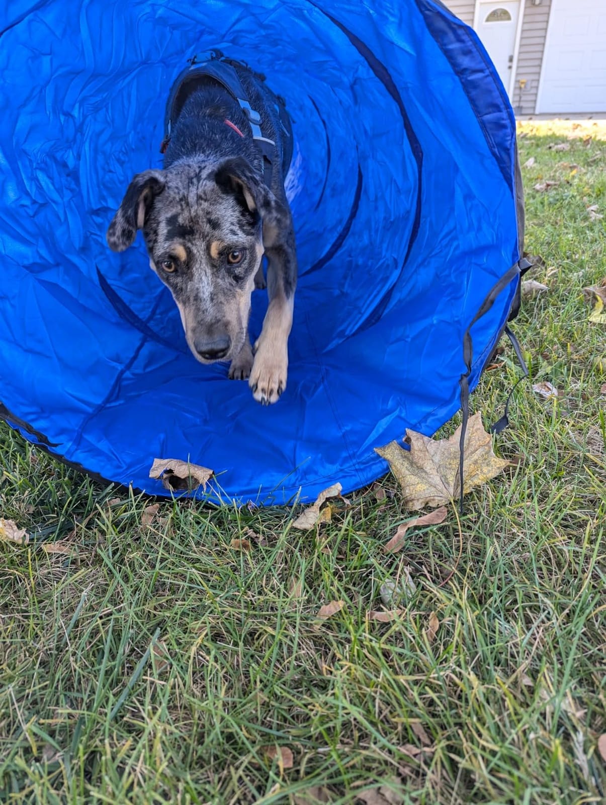 Dog Agility Training Equipment Tunnel:JOPAVO 10 Foot Agility Tunnel with 2 Pack Sandbags, Carry Bag and 4 Ground Spikes.Ideal Agility Equipment for Dog Obstacle Course,Exercise&Park customer photo 1