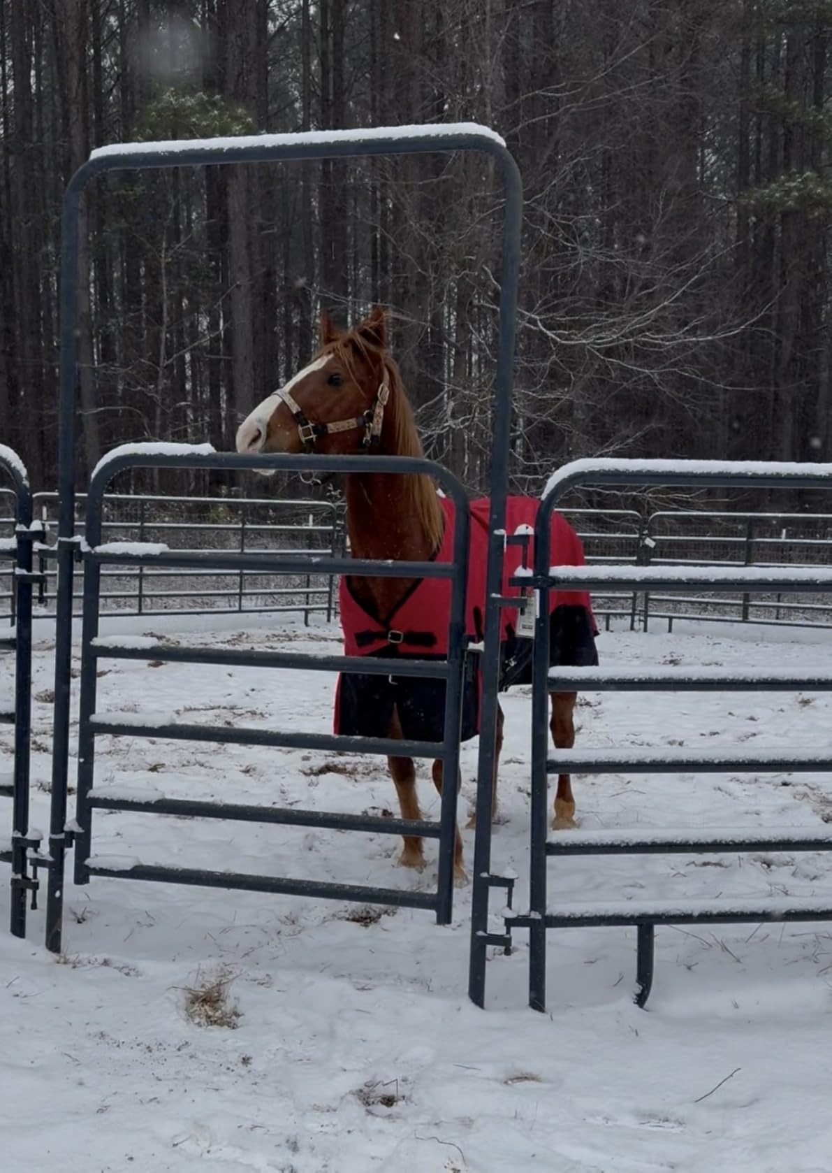 600D Horse Blanket, 0g No-Fill Waterproof Turnout Rain Sheet | Ripstop Outer, Waterproof Breathable Shell, Smooth Lining, 0g Fill, Keep Dry in Rain & Mud, Tail Flap Coverage, Pasture Use customer photo 1
