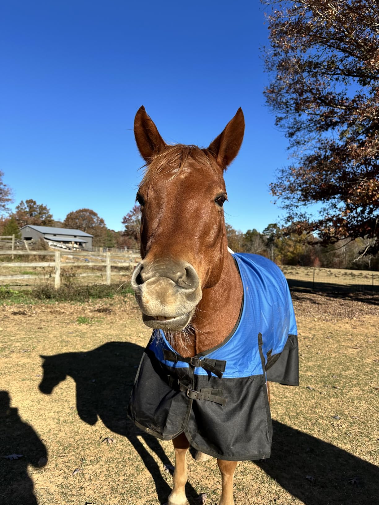 600D Horse Blanket, 0g No-Fill Waterproof Turnout Rain Sheet | Ripstop Outer, Waterproof Breathable Shell, Smooth Lining, 0g Fill, Keep Dry in Rain & Mud, Tail Flap Coverage, Pasture Use customer photo 2