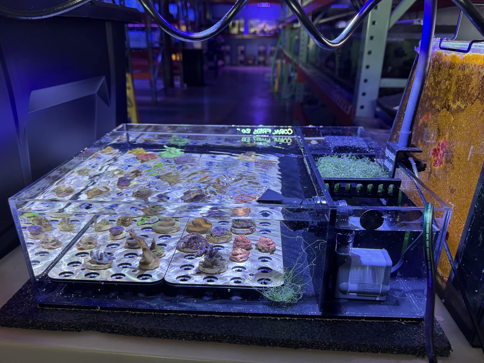 Luna Reef Nano Tank 4 Gallon Frag System for Coral 12 x 16