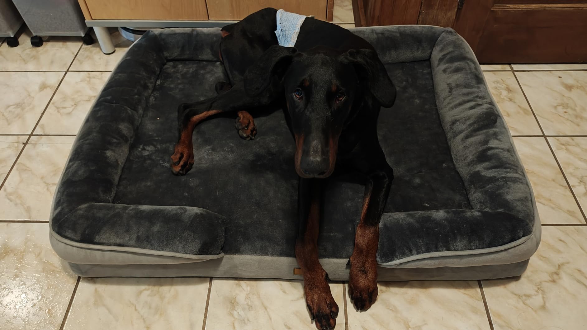 Spotted Play Orthopedic Dog Bed with Sides - Dog Sofa Beds for Small Dogs, Supportive Foam Pet Couch Bed with Washable Removable Cover, Waterproof Lining and Non-Slip Bottom, Grey - S customer photo 1