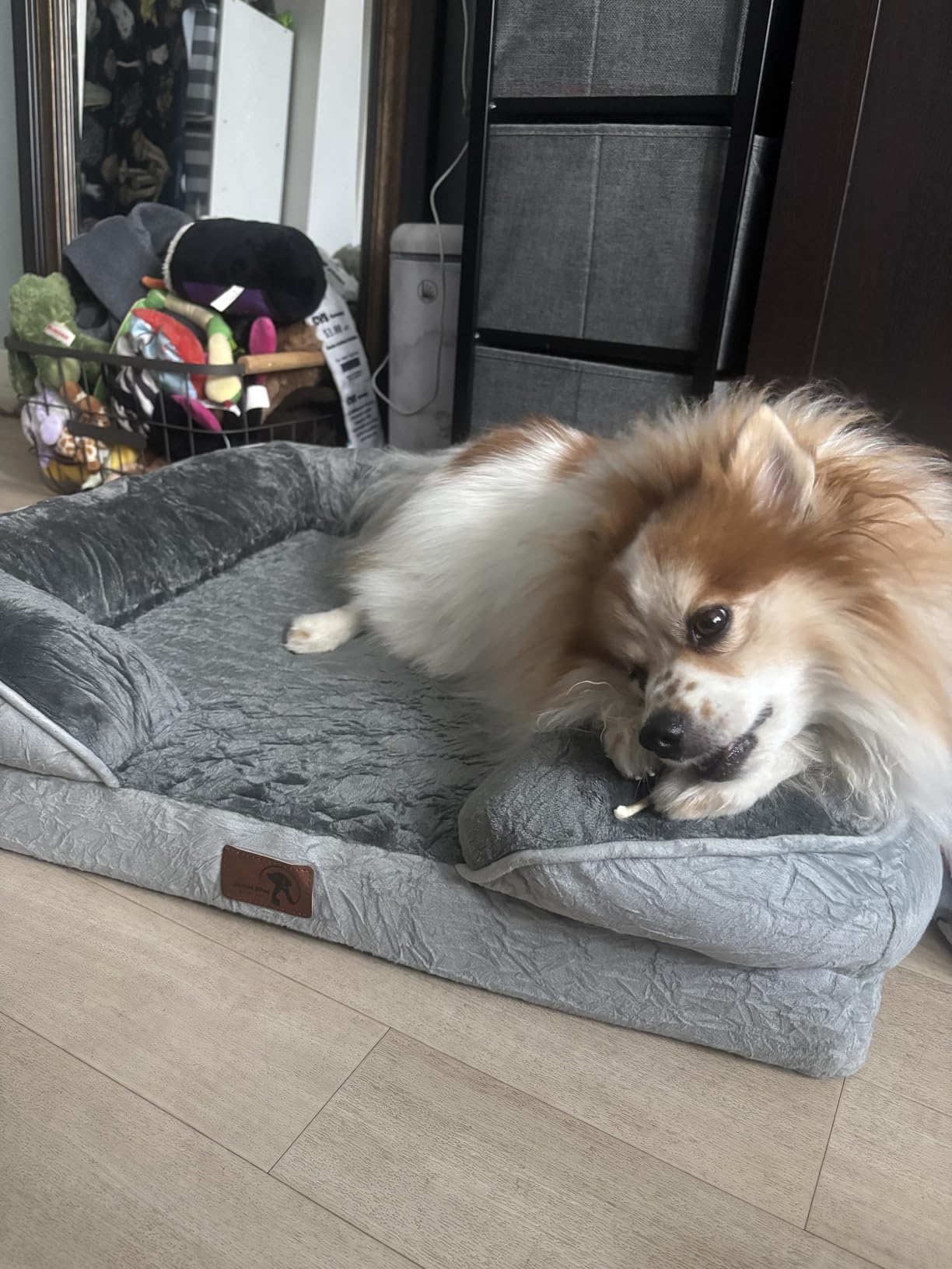 Spotted Play Orthopedic Dog Bed with Sides - Dog Sofa Beds for Medium Dogs, Supportive Foam Pet Couch Bed with Washable Removable Cover, Waterproof Lining and Non-Slip Bottom, Grey - M customer photo 1
