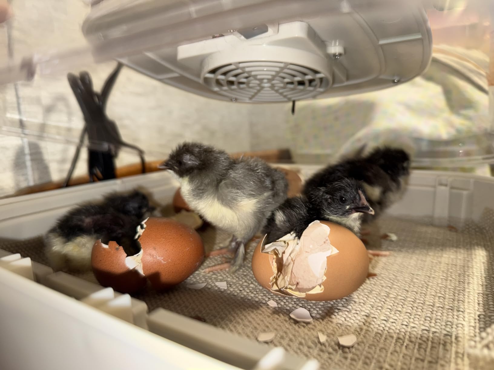 MATICOOPX 20 Egg Incubator with Humidity Display, Egg Candler, Automatic Egg Turner, for Hatching Chickens customer photo 1