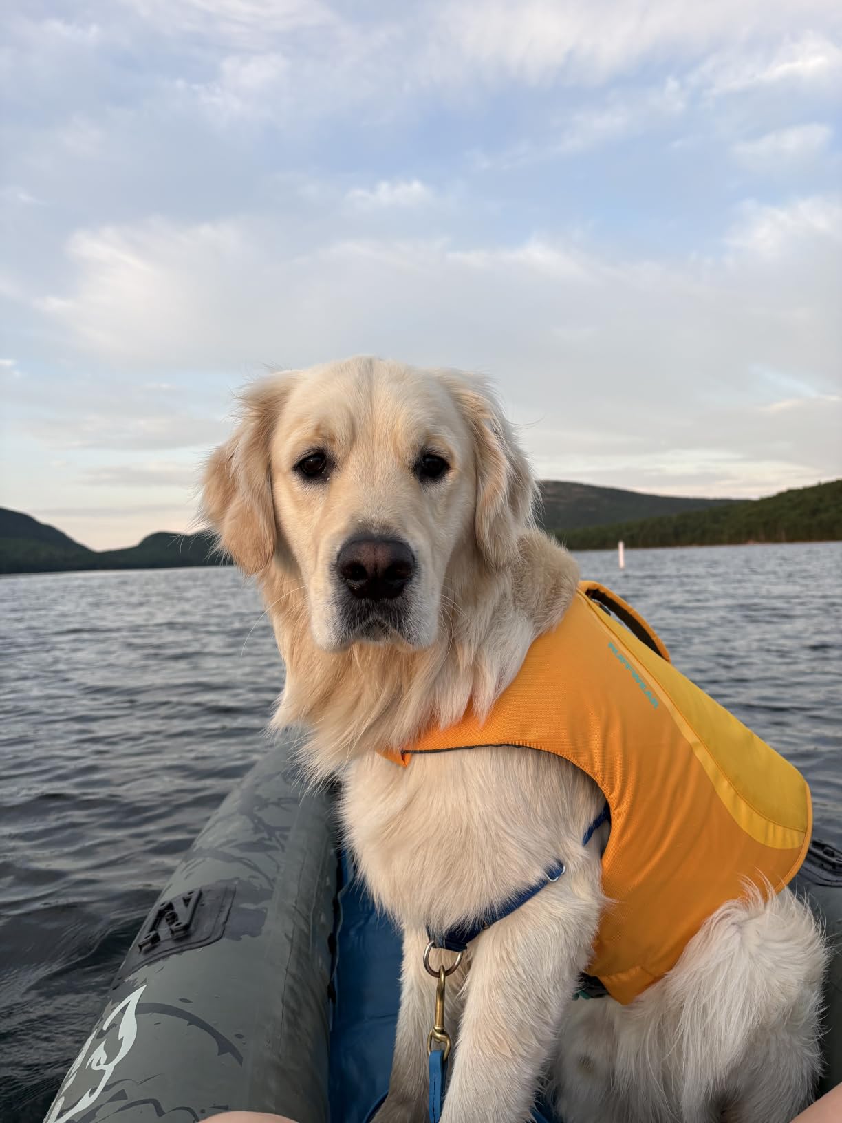 Ruffwear, Float Coat Dog Life Jacket, Swim Vest, Deep Blue, X-Large | Premium Buoyancy, Lift Handle, Secure Fit & Reflective Trim, Adjustable Flotation for Swimming, Boating, & Outdoor Adventures customer photo 2