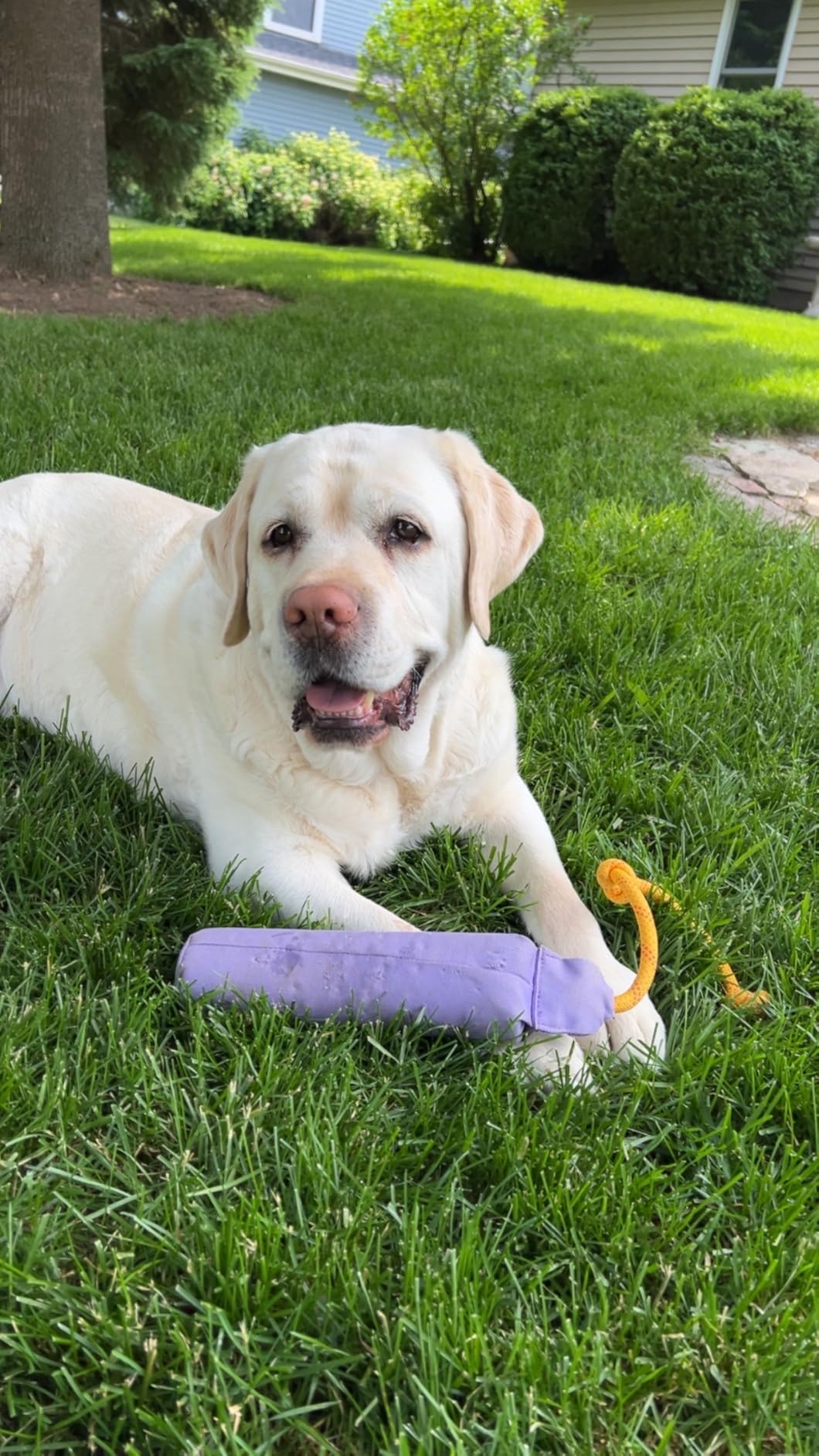 Ruffwear, Lunker Throw Toy for Dogs, Biolumin Blue, Medium | Durable, Soft Fabric, Floating Toy with Knotted Rope Handle for Tug, Throw, & Fetch customer photo 1