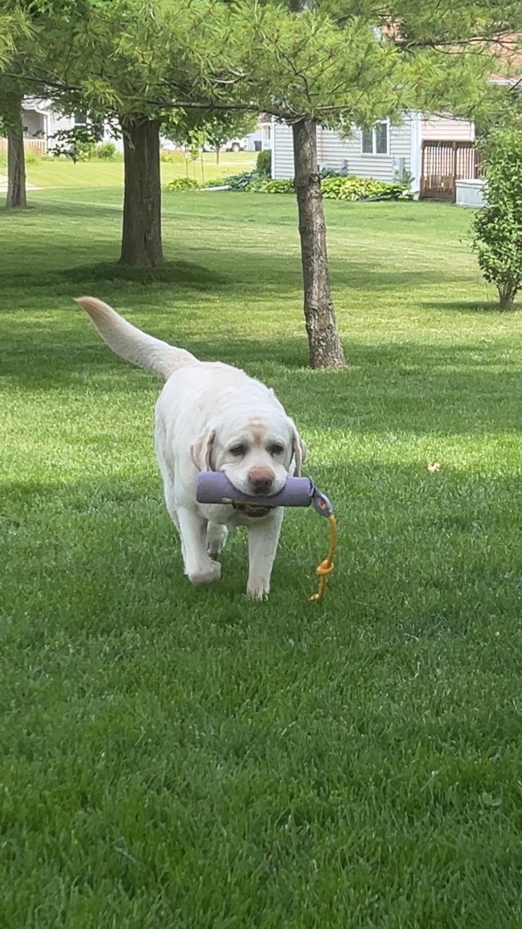 Ruffwear, Lunker Throw Toy for Dogs, Biolumin Blue, Medium | Durable, Soft Fabric, Floating Toy with Knotted Rope Handle for Tug, Throw, & Fetch customer photo 2