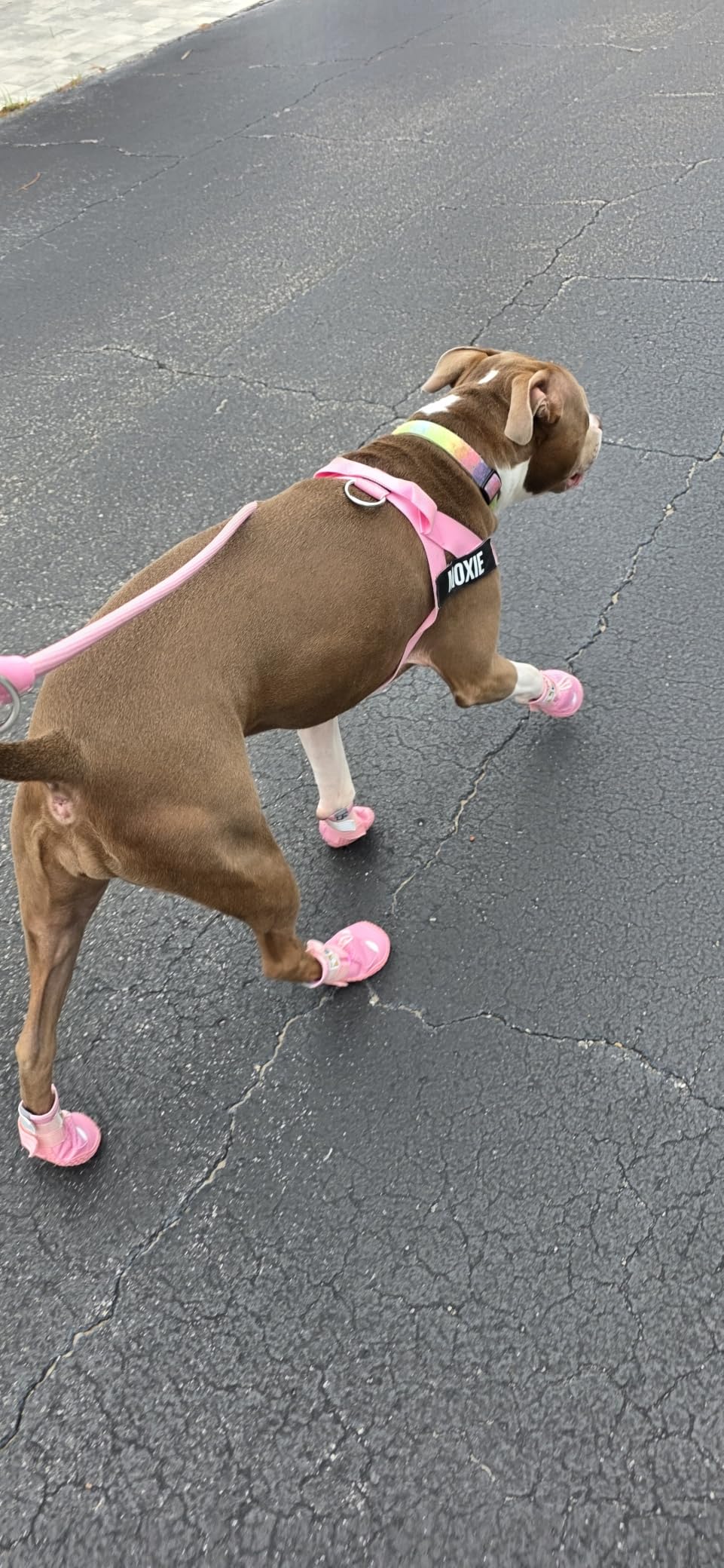 Hcpet Dog Shoes for Dogs, Dog Booties for Dogs, Anti-Slip Dog Boots & Paw Protectors for Hot Pavement Winter Snow Hiking with Reflective Straps customer photo 2