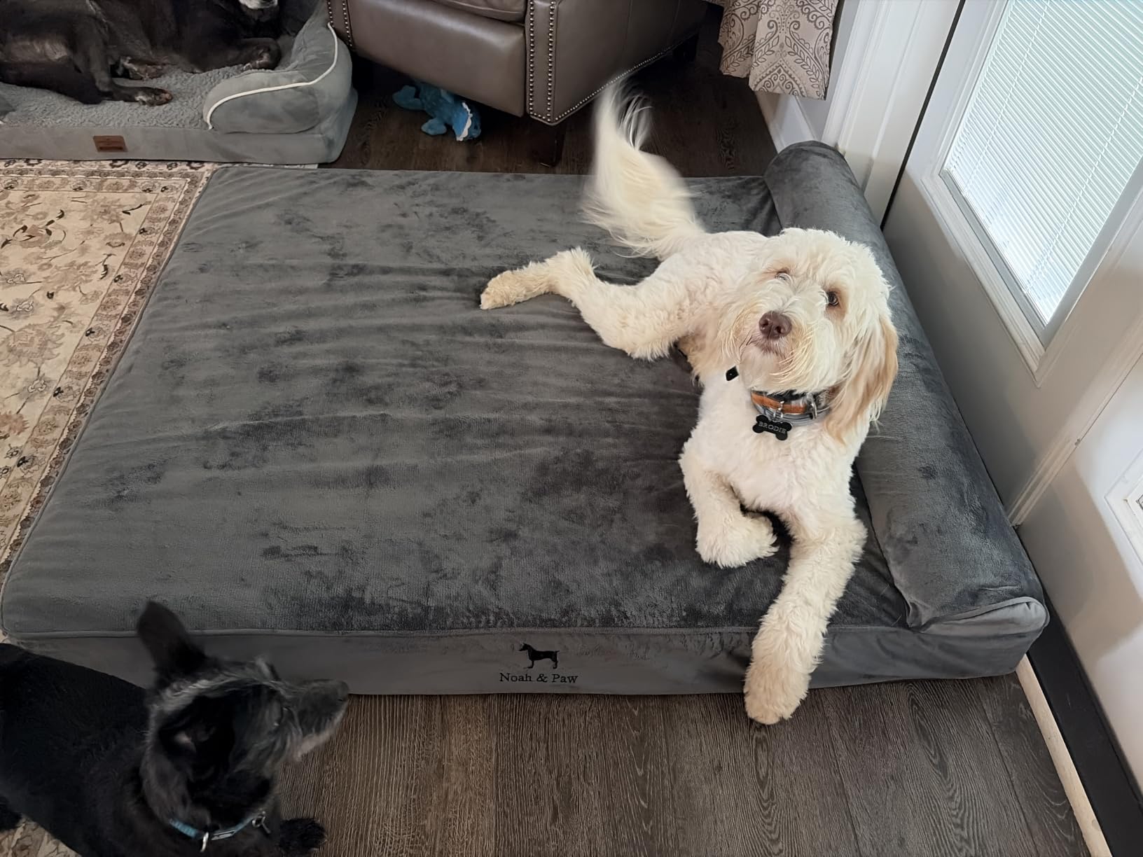 NOAH & PAW Small Dog Bed, 20x15x6.5 Inch, Cat Bed for Indoor Cats, Orthopedic Eggshell Memory Foam Infused with Cooling Gel, Water Resistant, Machine Washable, Includes Inner Cover (Denim Collection) customer photo 2