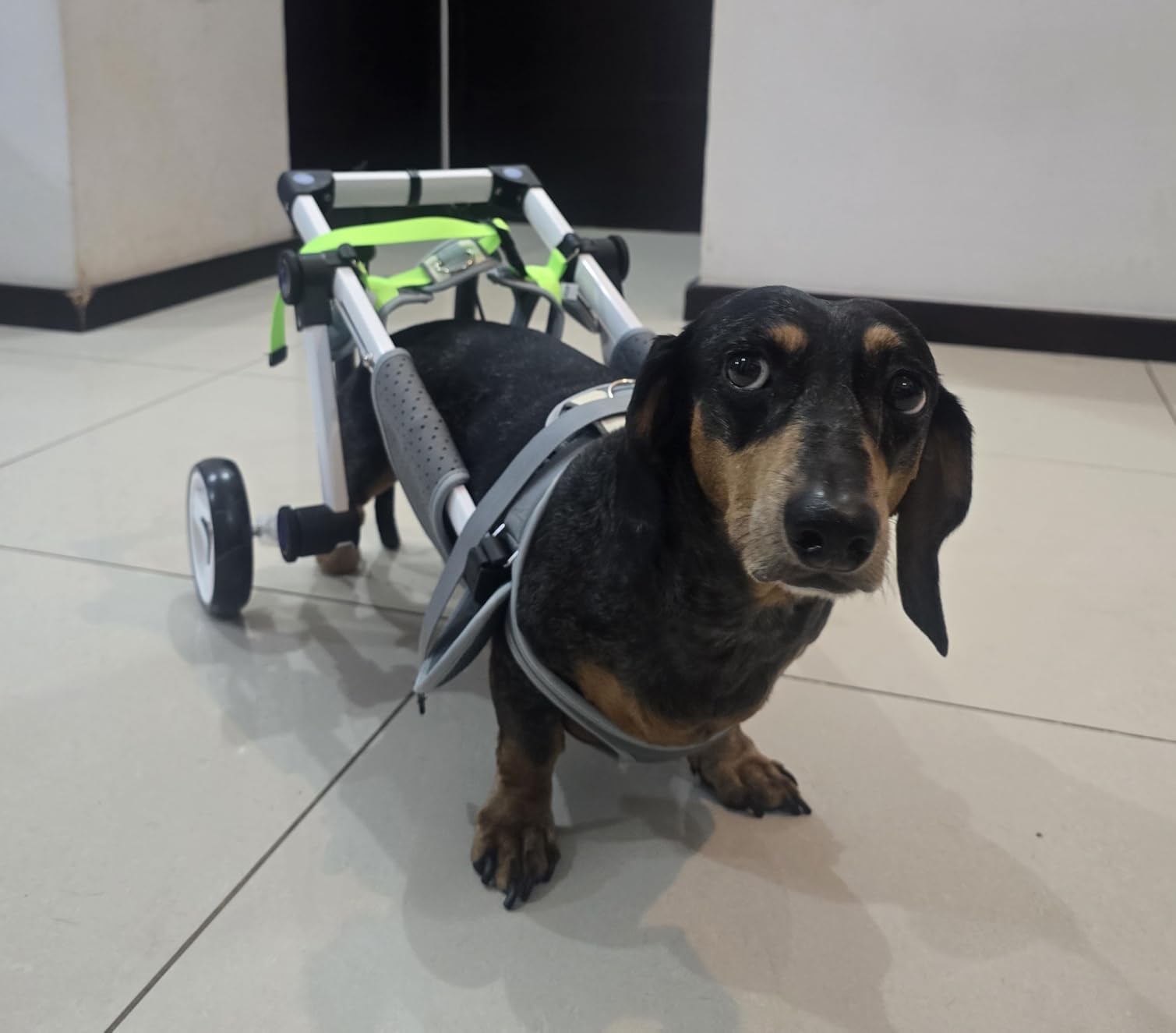 Adjustable Dog Wheelchair for Back Legs Mobility Support Lightweight Pet Wheelchair for Disabled Hind Legs Walking Stable Dog Cart for Pets customer photo 2