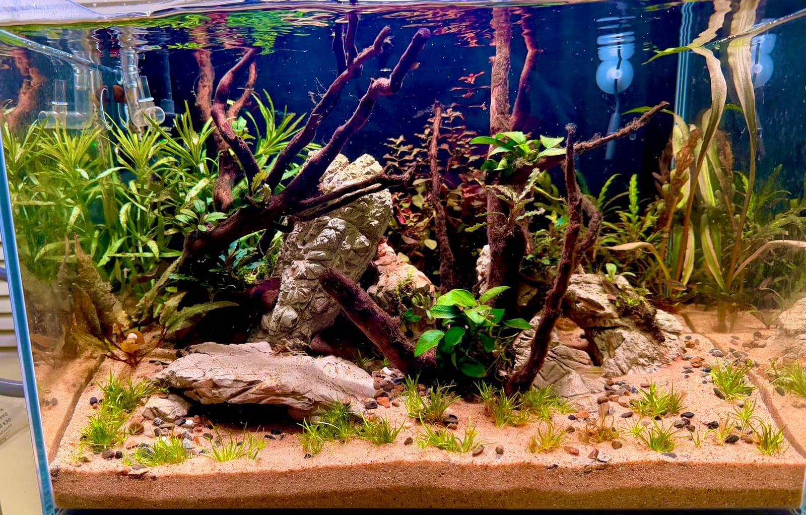 FZONE Solo Series Nano LED Aquarium Light, Full Spectrum and Dimmable, App-Controlled, for Freshwater and Planted Tanks customer photo 1