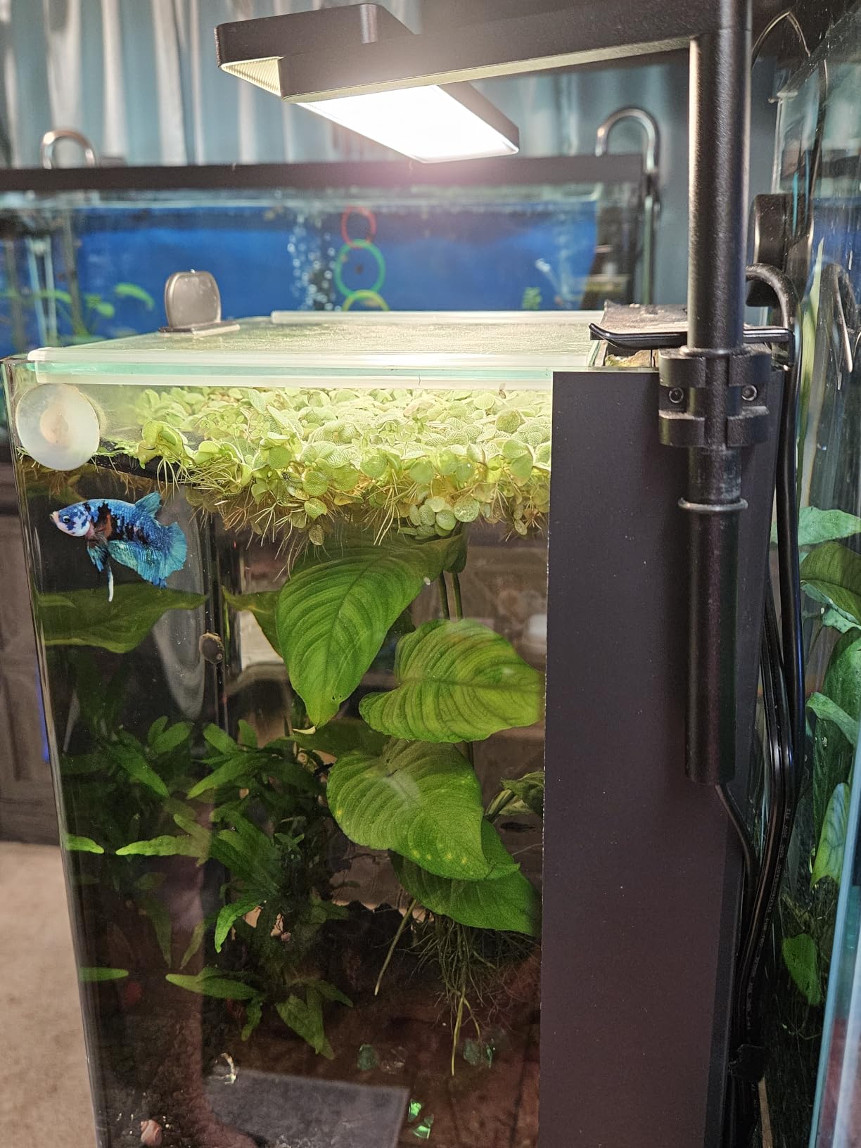 FZONE Solo Series Nano LED Aquarium Light, Full Spectrum and Dimmable, App-Controlled, for Freshwater and Planted Tanks customer photo 2