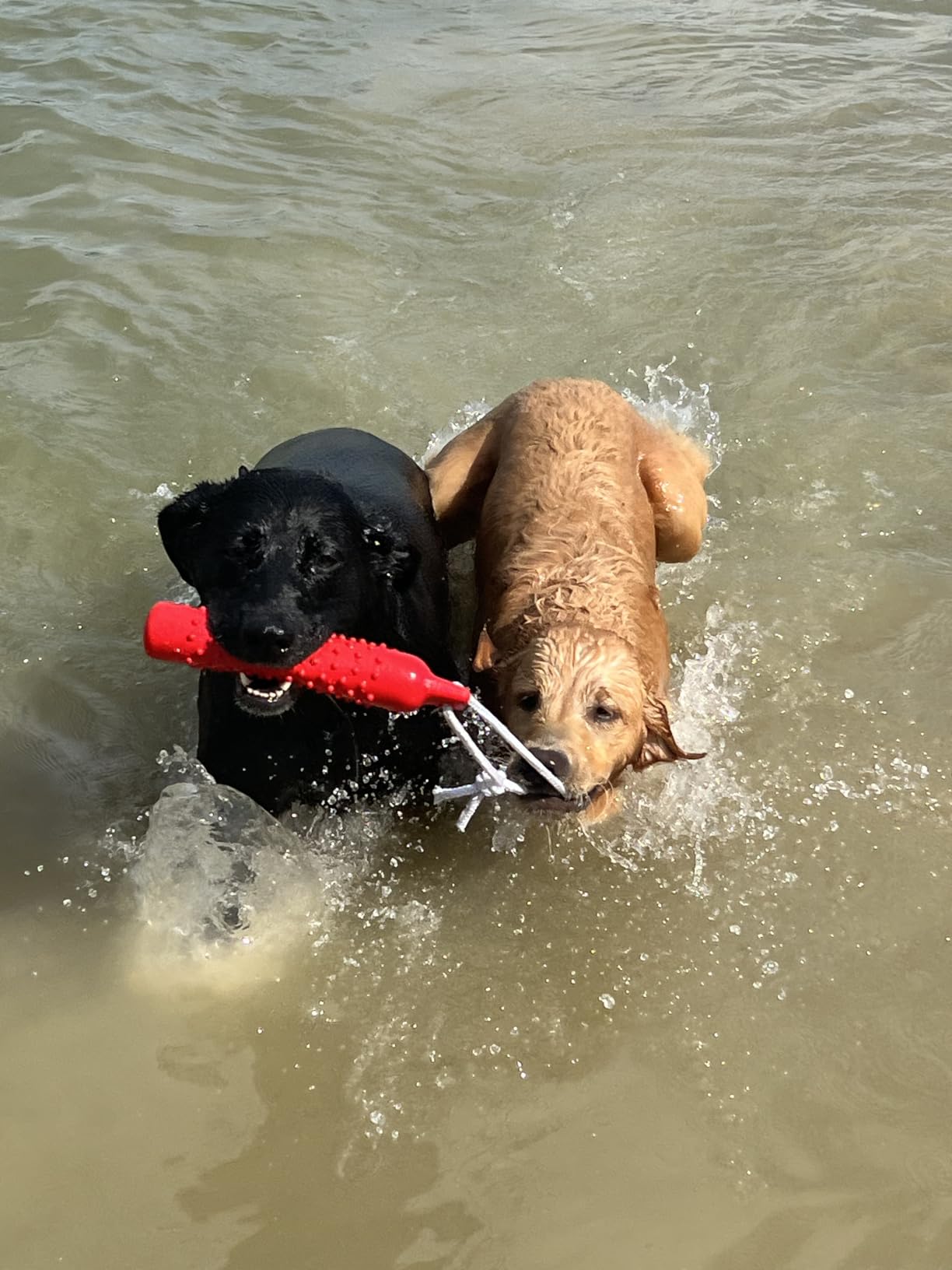 BINGPET Dog Float Bumper Toy 2 Pack, 10.8