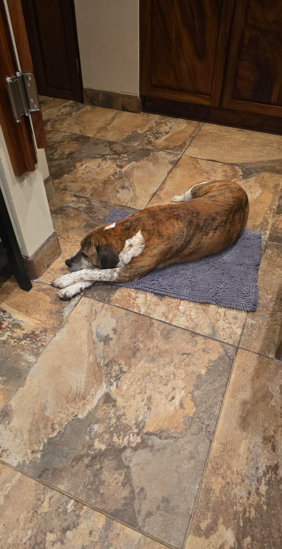 Muddy Mat | Super Water Absorbent Door Mat Indoor, Microfiber Quick Dry Chenille Entryway Rug, Slip Resistant Front Door Mat, Indoor Mats for Entryway, Machine Washable Pet Rug, Black 24
