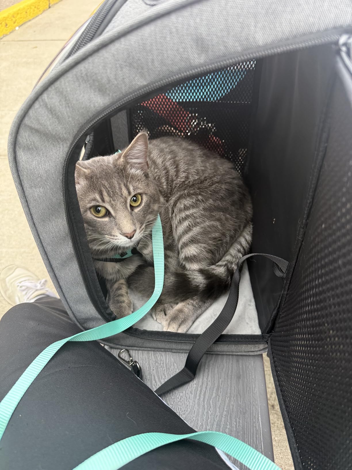 Pecute Cat Backpack Carrier, Large Space Dog Backpack Carrier, Ergonomic, Gray | Bubble Transparent Window, Sunshade Curtain, Safety Rope, Sturdy, Large Mesh for Breathability, Suitable for Outdoor, Vet customer photo 1