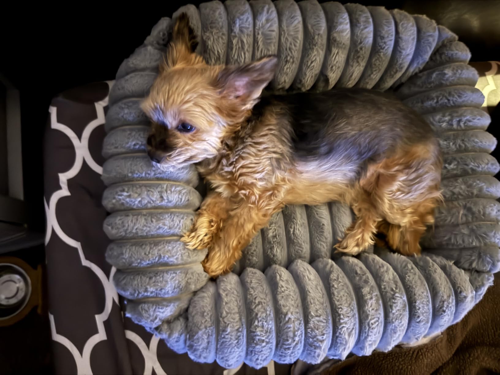 FURTIME Washable Dog Bed for Small Dogs, Cat Beds for Indoor Cats, 20