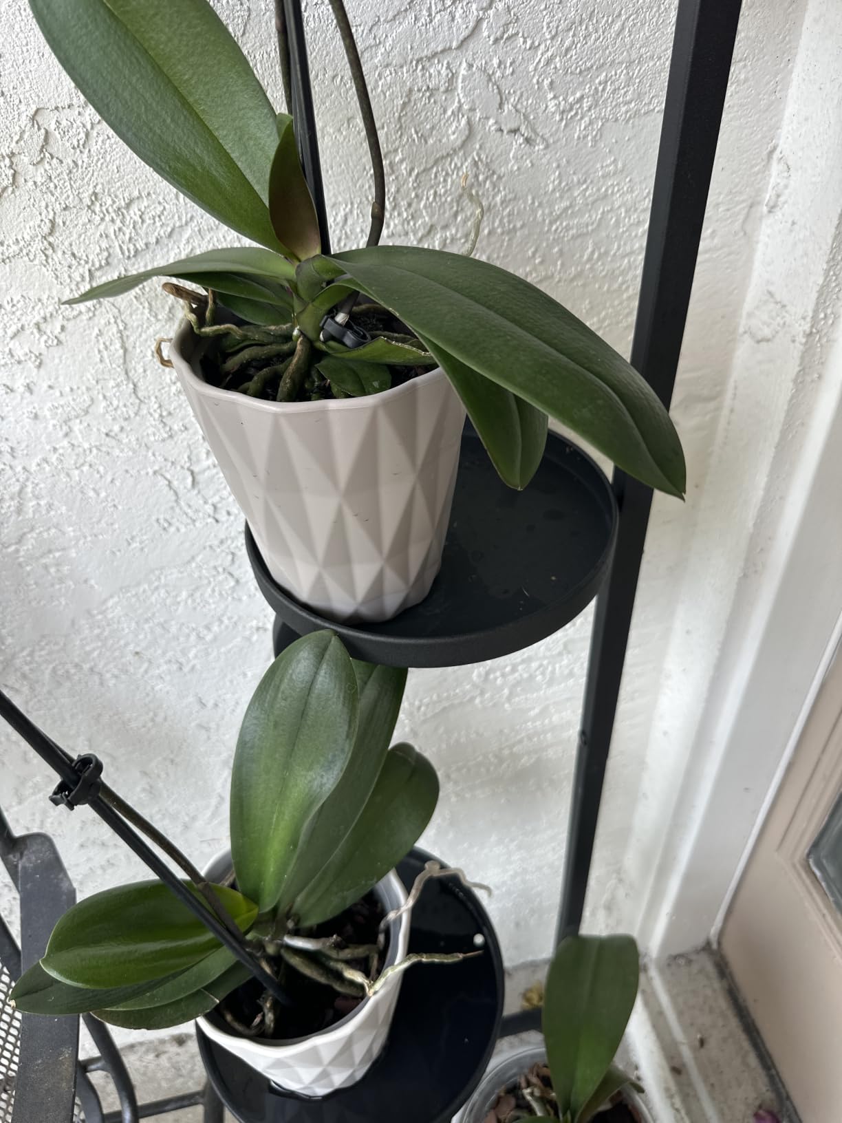 Bamworld Corner Plant Stand Indoor Outdoor Tall Metal Flower Pot Stands | 4 Tier Gold Heavy Duty Plant Shelf for Patio Garden Balcony Living Room Bedroom (Patent Design) customer photo 1