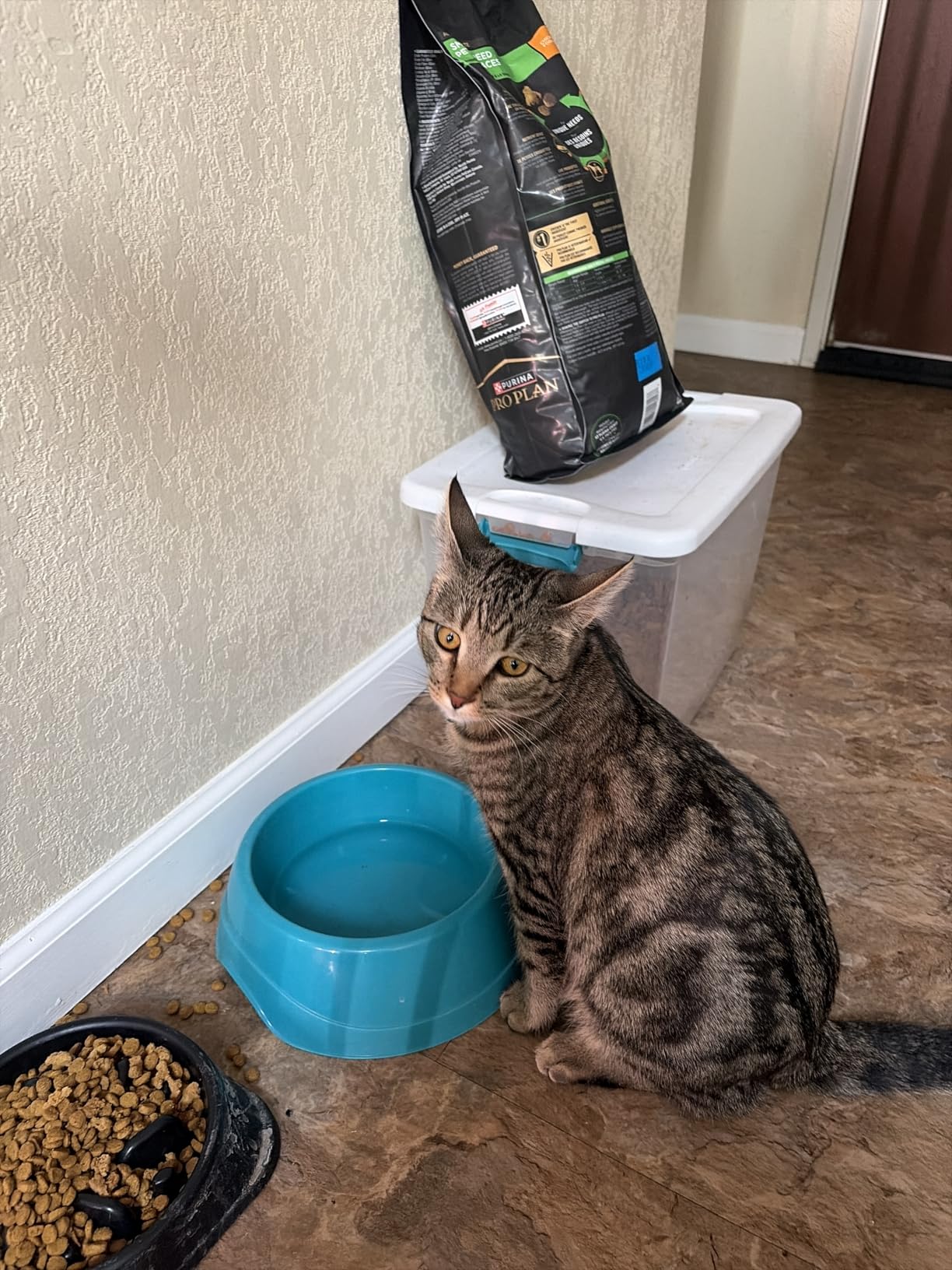 TENTIZON Stainless Steel Cat Litter Box with Lid, Large Covered Enclosed Kitty Litterbox with Hood, Flip Top, High Side, Litter Mat, Scoop for Big Cats, Kitten, No Odor, No Mess, Easy Clean, Grey customer photo 2