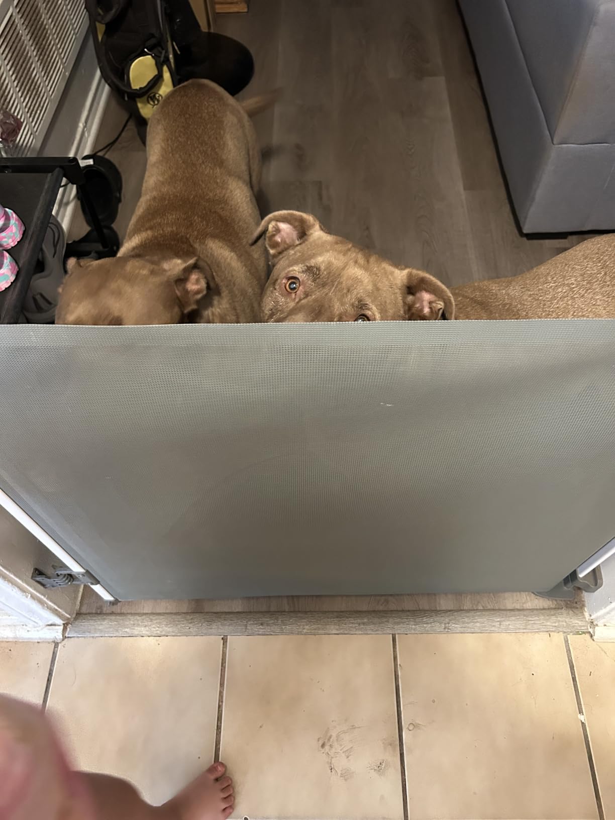 Retractable Baby Gate - 55