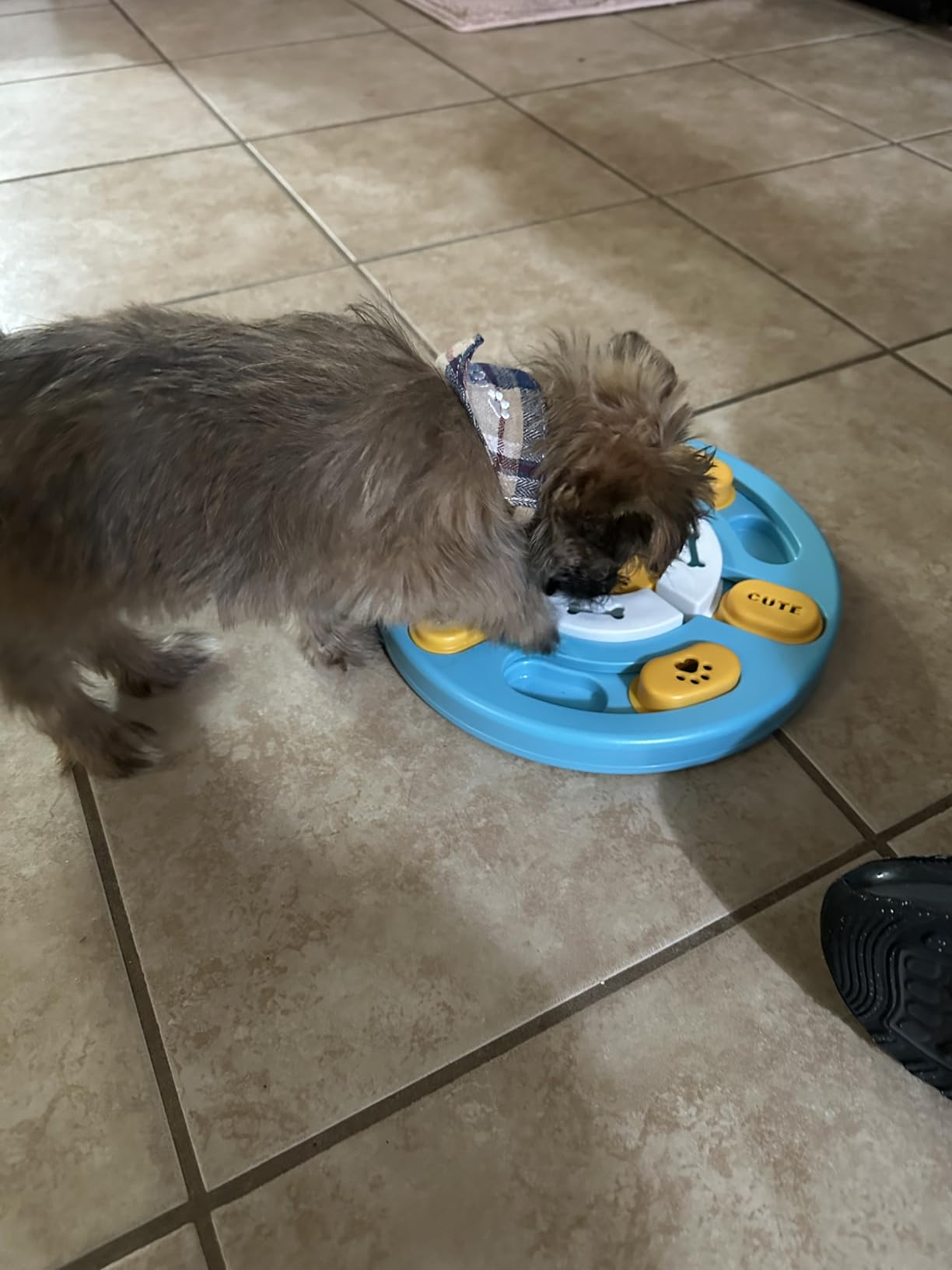 KIPRITII Dog Enrichment Toys with Lick Mat, Puzzle Toy & Slow Feeder | For Small & Medium Dogs,Healthy Eating Habits,Mental Stimulation,Keeps Dogs Engaged customer photo 2