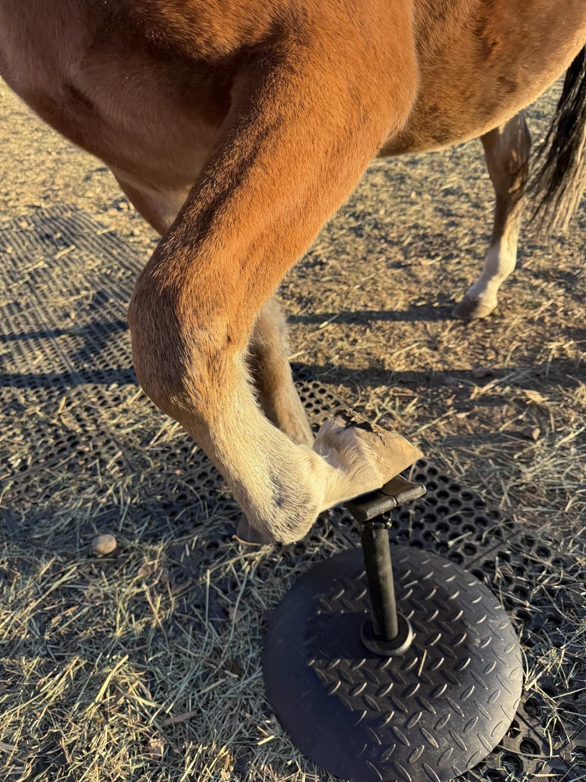 Horse Hoof Stand, Adjustable Farrier Stand with 17