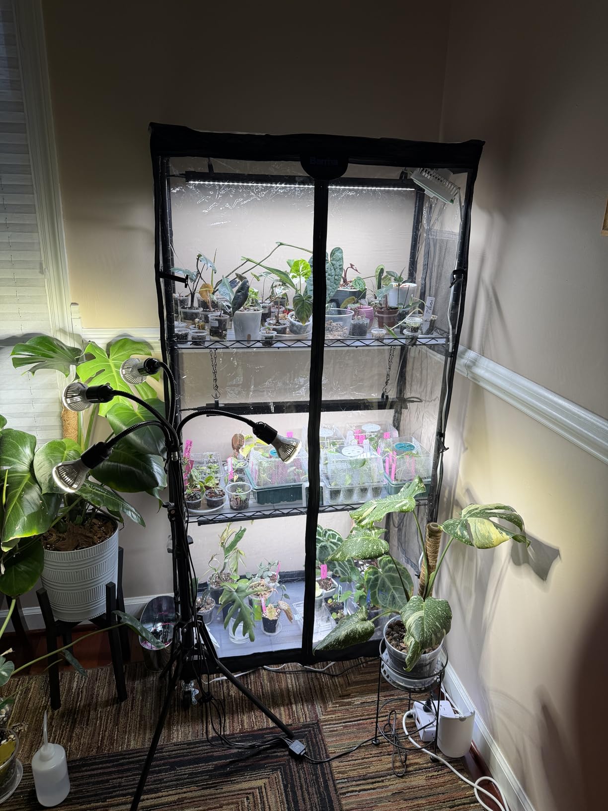 Barrina LP750 Indoor Greenhouse with Grow Light, 5-Tier Plant Stand with Light 140W TX-S35 2FT, 5000K Full Spectrum Plant Shelf with Tent, Timer & Thermometer for Seed Tray Growth 29.5 x 13.8 x 70.9IN customer photo 1