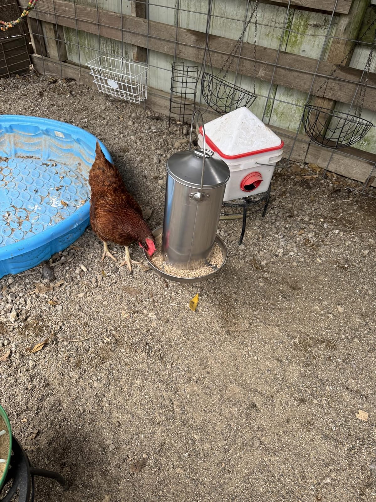 Chicken Feeder - 304 Stainless Steel 8.8 lb Rust-Proof No Waste Poultry Feeder for Outdoor Coops, Chickens, Ducks & Small Farms customer photo 1
