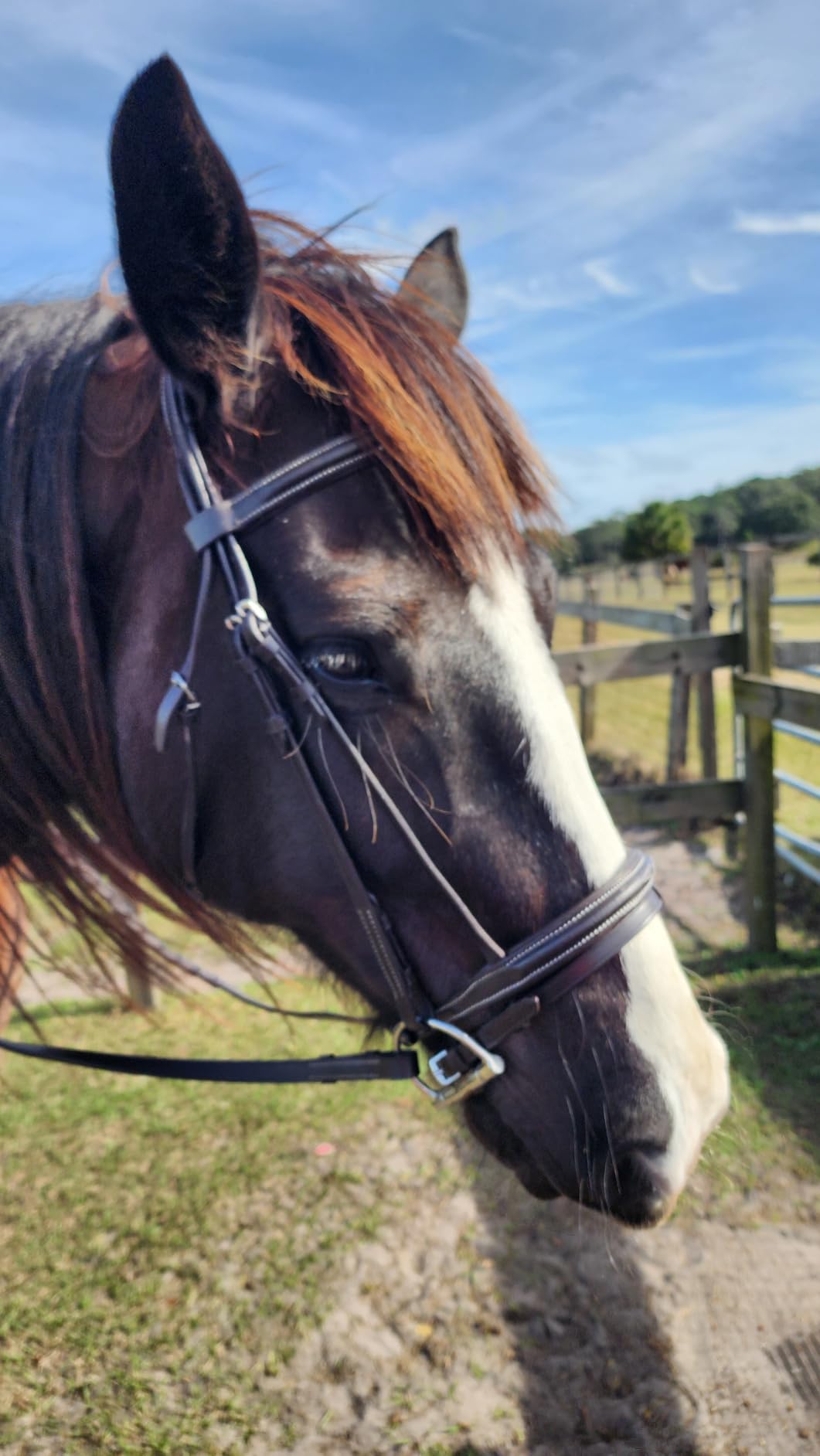English Horse Bridle with Reins, Padded, 6 Browband Styles | Hunter show bridles: classic fancy stitched or crystal browbands; padded crown, harness leather; bit not included customer photo 1