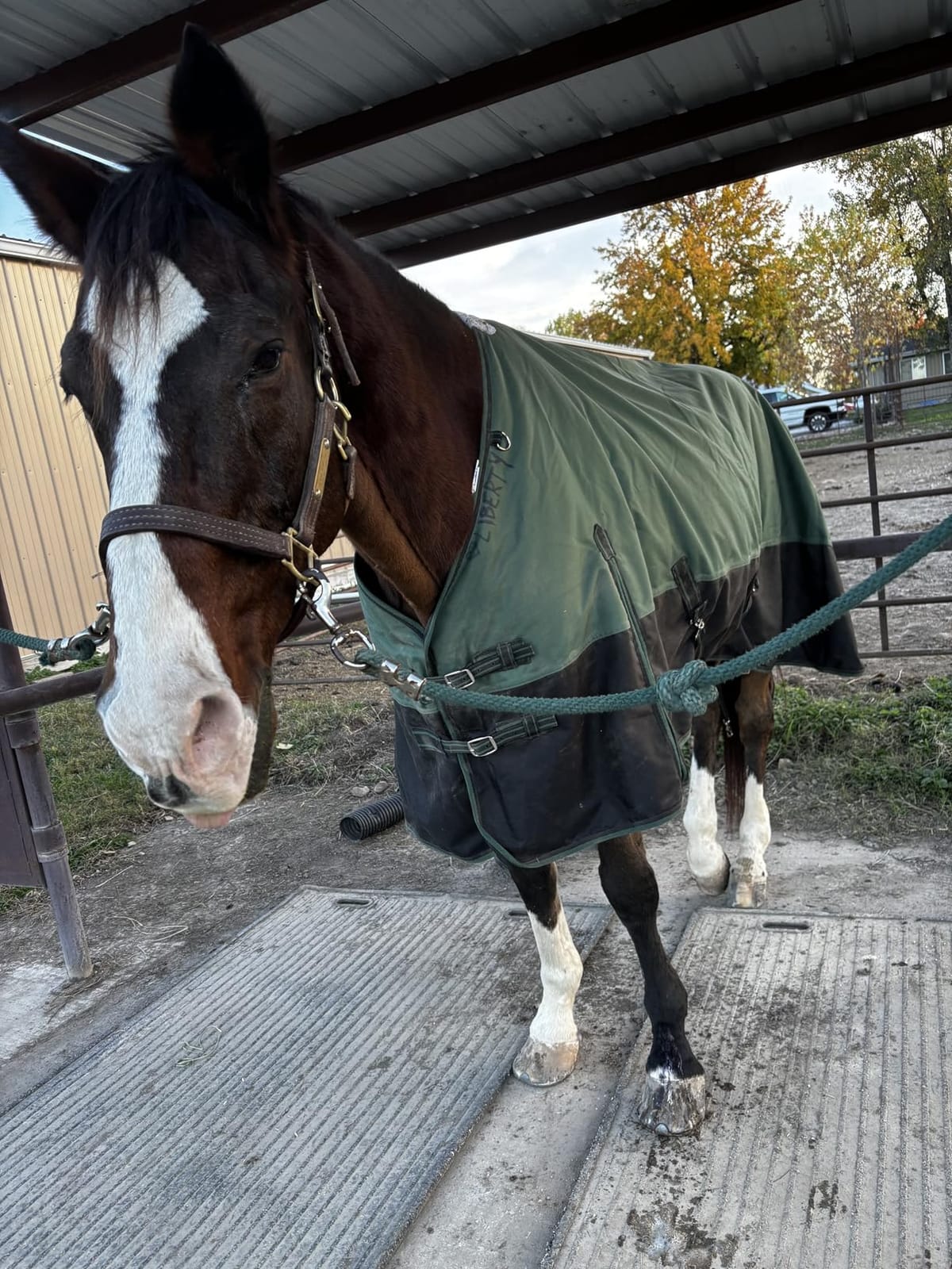 1200D Ripstop Waterproof Breathable Horse Blanket (200g Fill), Medium Weight Warm Winter Turnout, Thermal Protection for Cold & Snow Greenblack 72