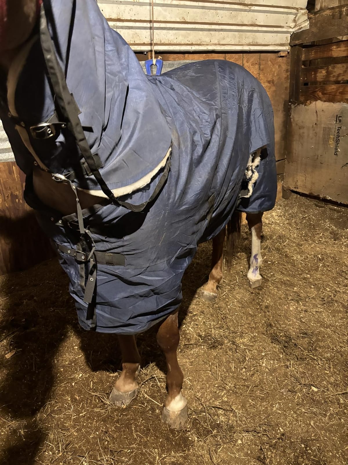 1680D All-Weather Horse Turnout Blanket with Detachable Neck Cover - 280g Medium Weight Winter Horse Blanket, Water-Resistant & Breathable for Cold Weather (72in/135cm) customer photo 1
