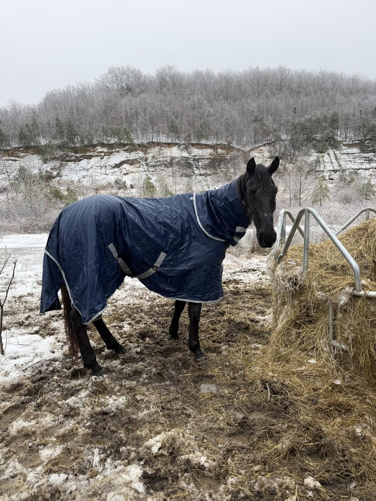 1680D All-Weather Horse Turnout Blanket with Detachable Neck Cover - 280g Medium Weight Winter Horse Blanket, Water-Resistant & Breathable for Cold Weather (72in/135cm) customer photo 2