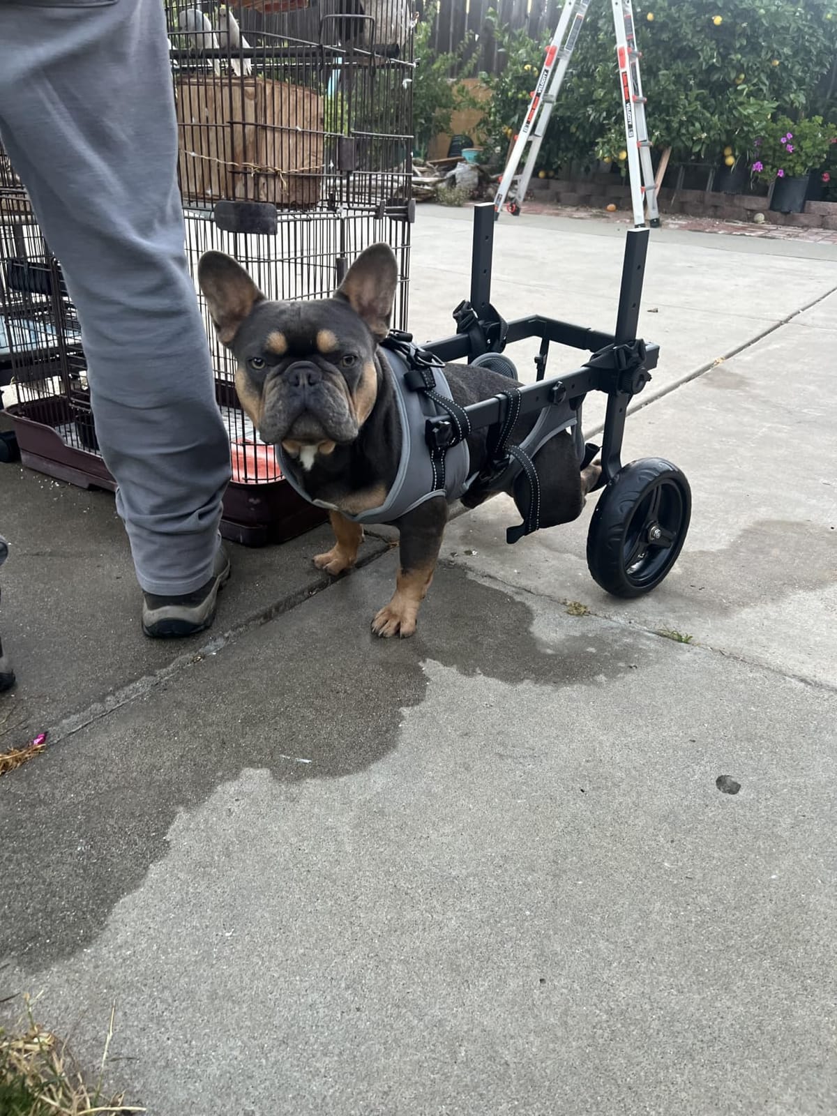 Dog Wheelchair for Back Legs, Adjustable Height/Length/Width, Sturdy Wheelchair with All-Terrain Shock-Absorbing Wheels, Mobility Support for Injured or Disabled Small & Medium Dogs & Cats customer photo 1