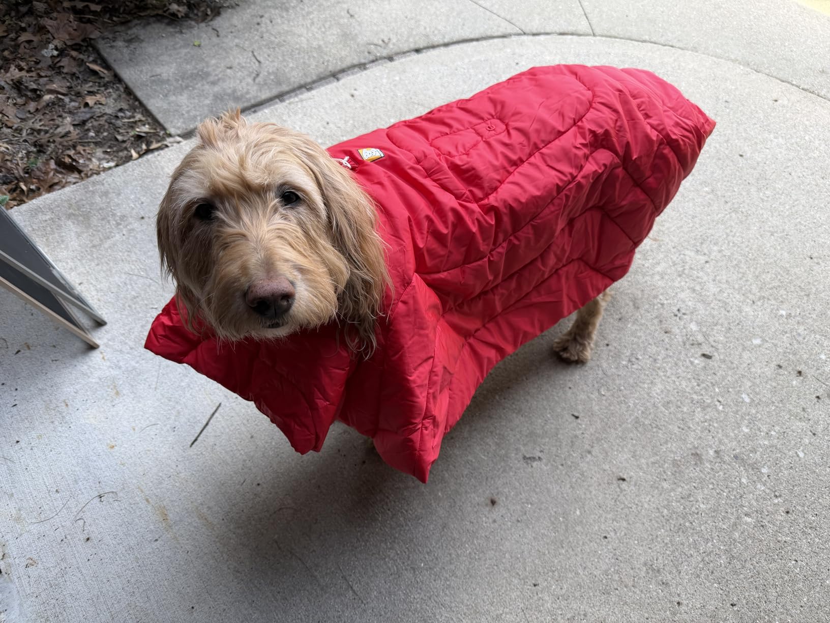 Ruffwear, Palisades Dog Sleep Poncho, Red Currant, Small | Packable Insulated Wearable Sleeping Bag, EcoLoft Renew Flex Warmth, Insulated Neck Baffle with Adjustable Stretch Leg Loops customer photo 2