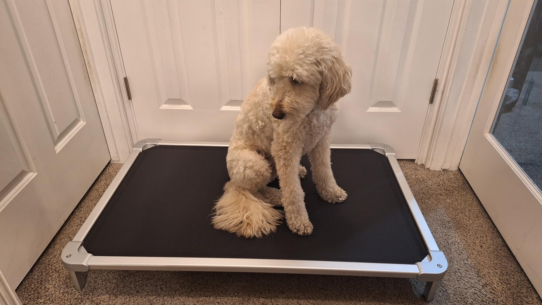 Senneny Chew Proof Elevated Dog Bed Medium Sized Dog, Raised Cot for Indoor Outdoor Camping, Heavy-Duty Chew Resistant Hidden Fabric Indestructible Dog Bed, M, 42