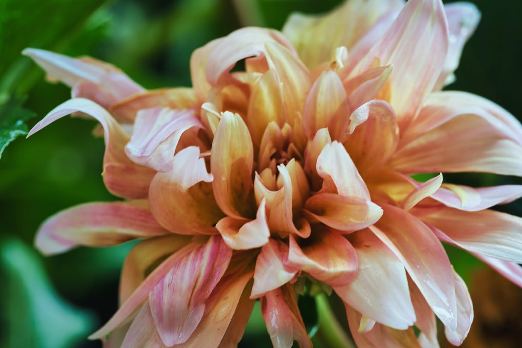 Sony FE 100mm F2.8 GM OSS Macro Lens customer photo 1