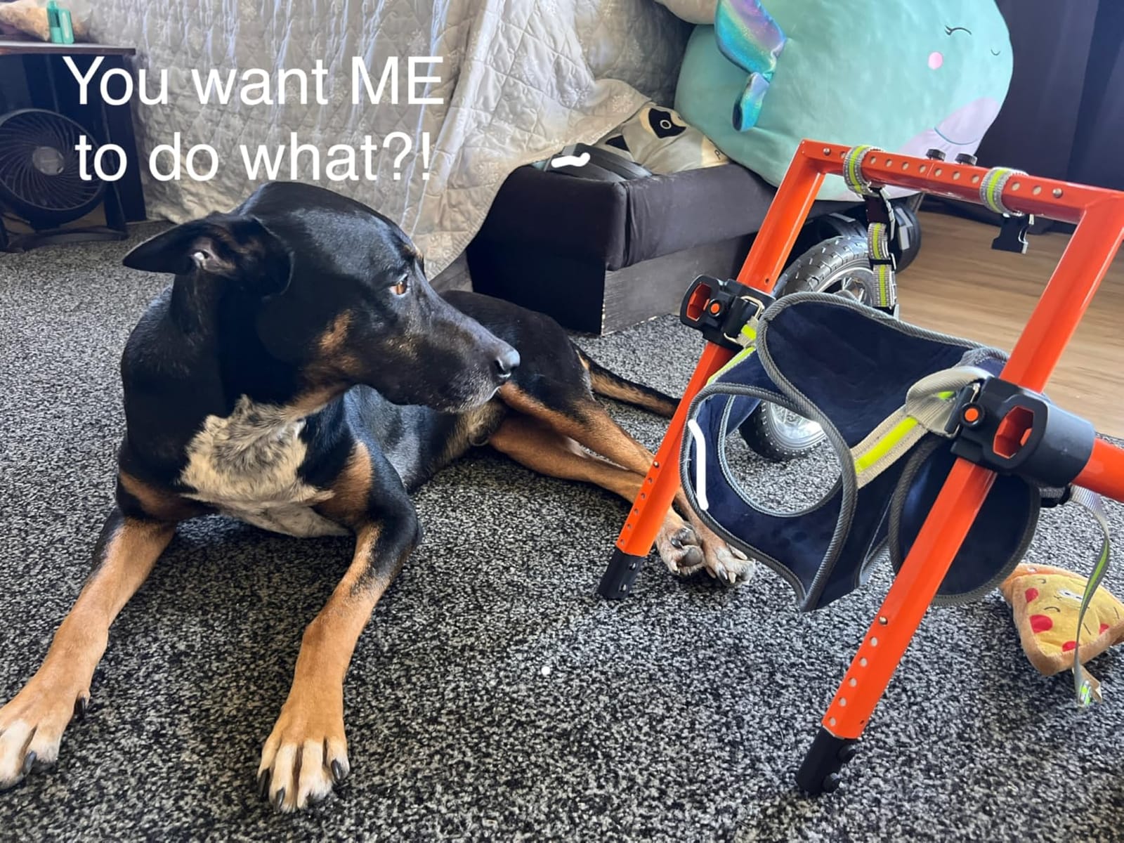 VEVOR Dog Wheelchair for Back Legs, Lightweight 2 Wheels Pet Wheelchair, Height, Width & Length Adjustable, Dog Cart with Shock-Absorbing Wheels, for Injured, Disabled Dogs customer photo 1