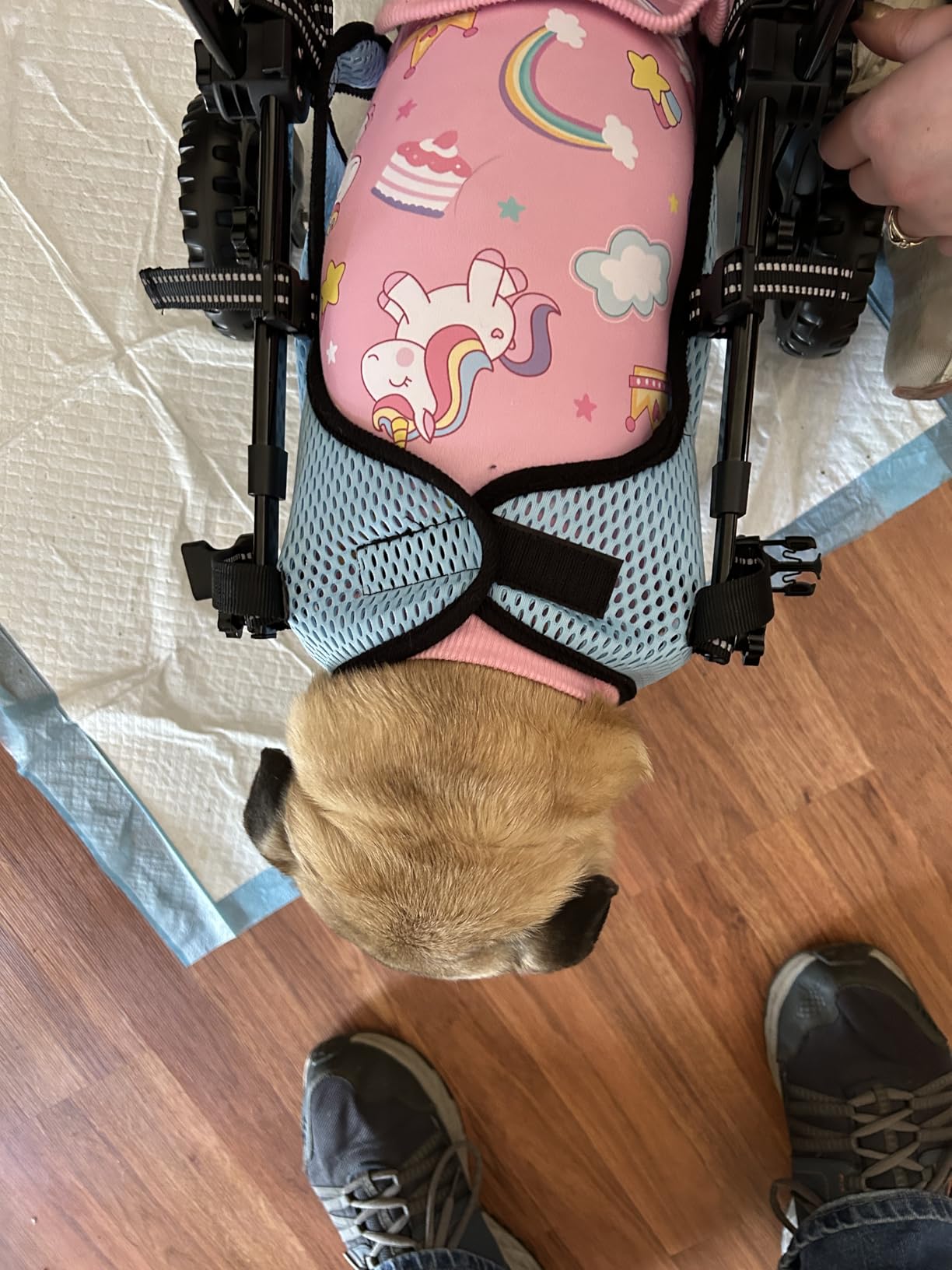 VEVOR Dog Wheelchair for Back Legs, Lightweight 2 Wheels Pet Wheelchair, Height, Width & Length Adjustable, Dog Cart with Shock-Absorbing Wheels, for Injured, Disabled Dogs customer photo 2