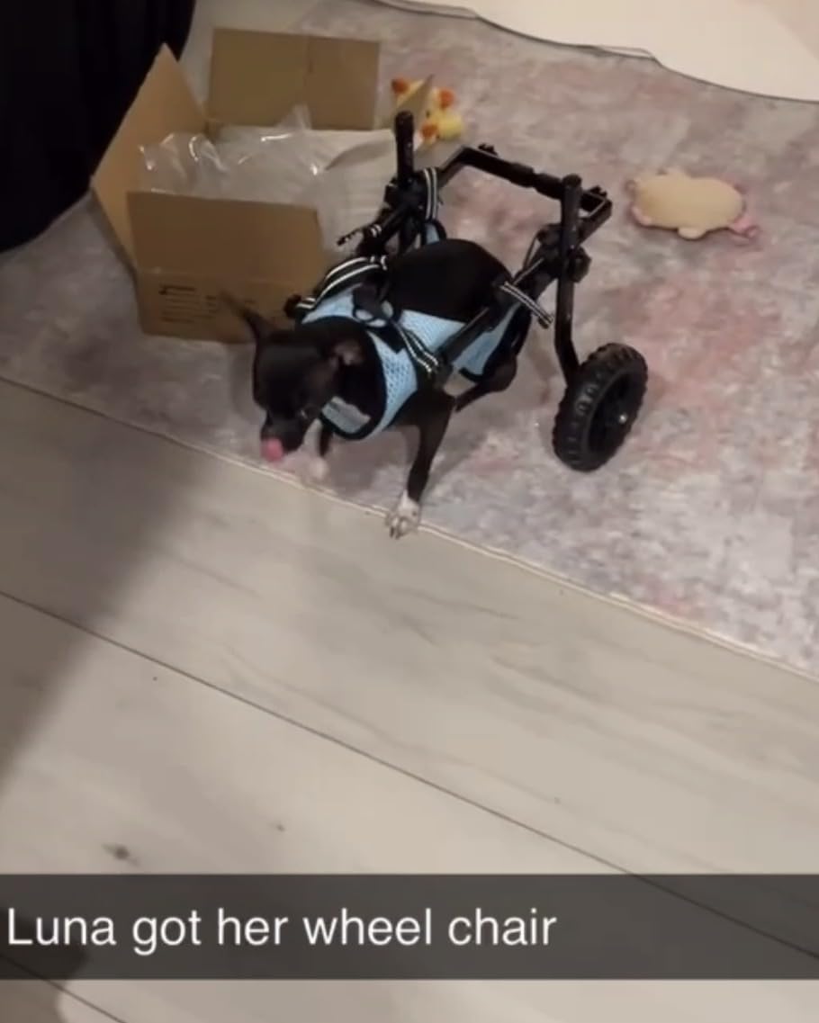 VEVOR Dog Wheelchair for Back Legs, Lightweight 2 Wheels Pet Wheelchair, Height, Width & Length Adjustable, Dog Cart with Shock-Absorbing Wheels, for Injured, Disabled Dogs customer photo 2