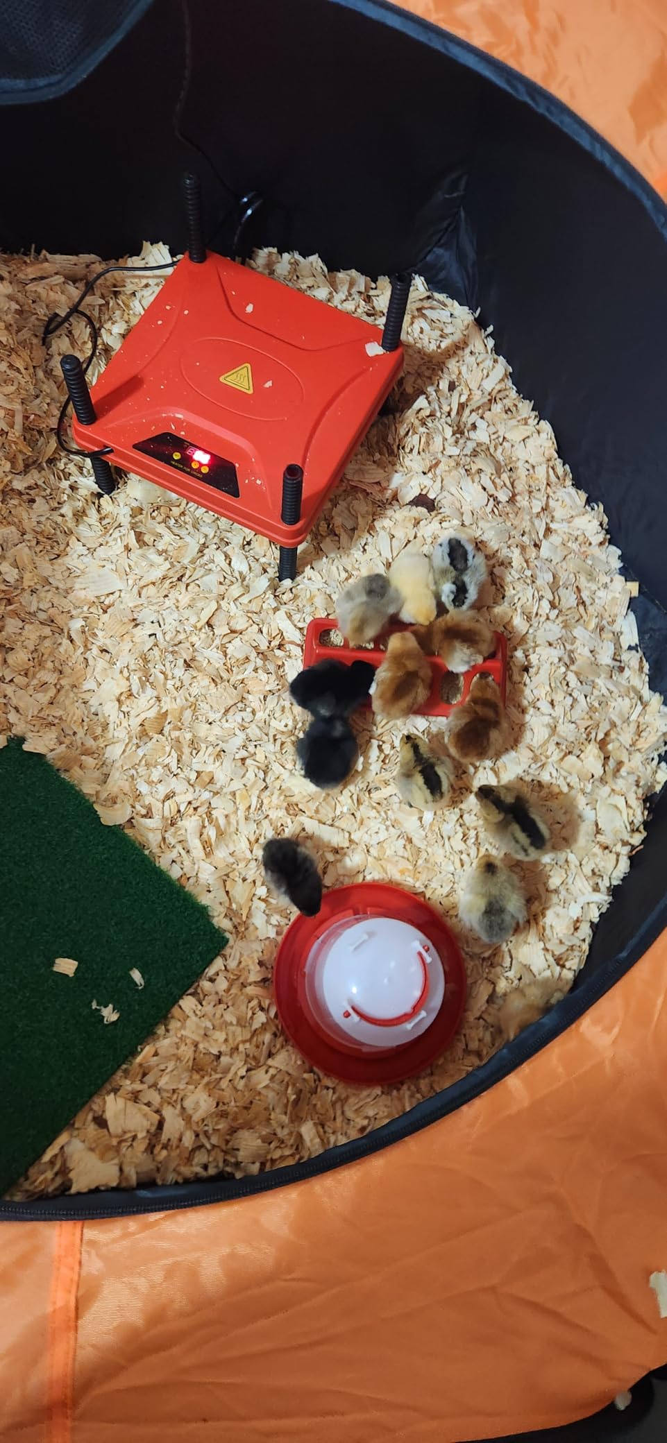 Phoncoo Brooder Box for Chick Starter Kit with Brooder Heating Plate - Pop Up Chicken Brooder Box, Feeder, Waterer, Perch, Nesting Pad customer photo 2