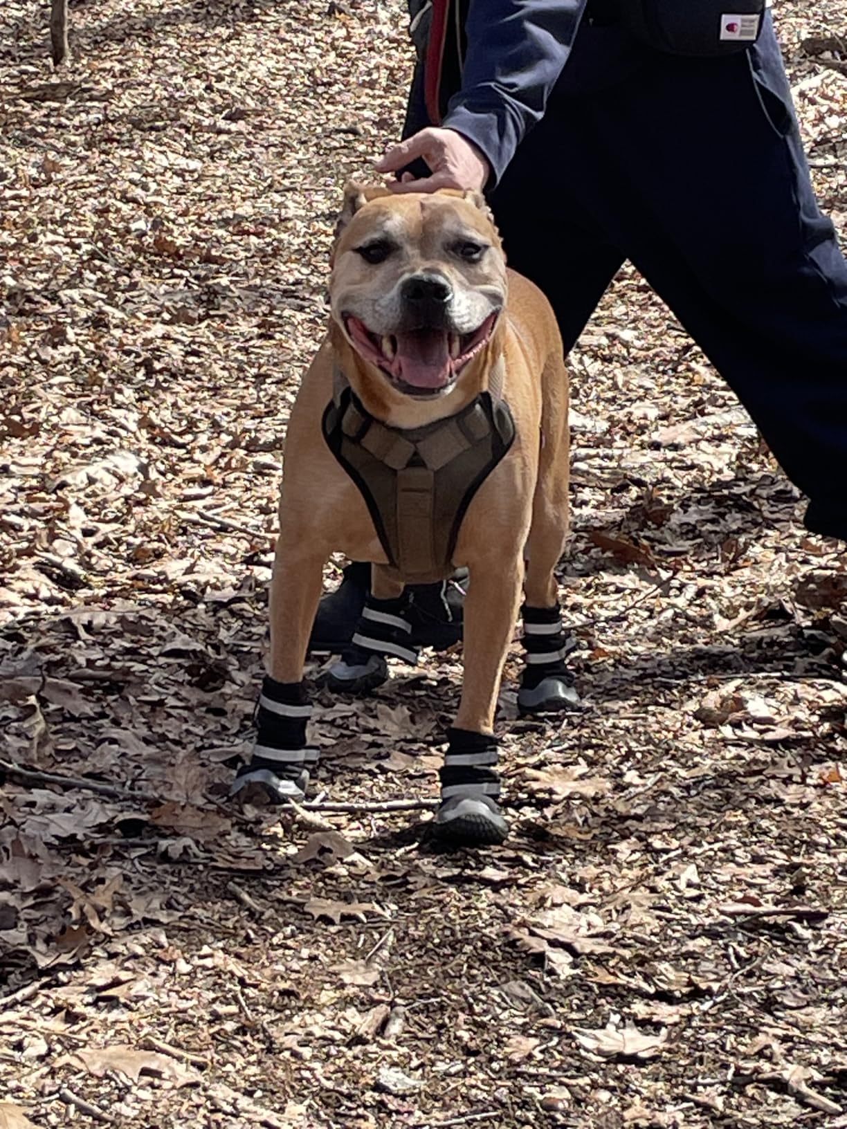 Dimicoo Dog Shoes - Waterproof Dog Boots for Winter, Anti-Slip Dog Snow Booties for Large Small Medium Dogs, Reflective Paw Protectors for Outdoor Walking Hiking customer photo 1