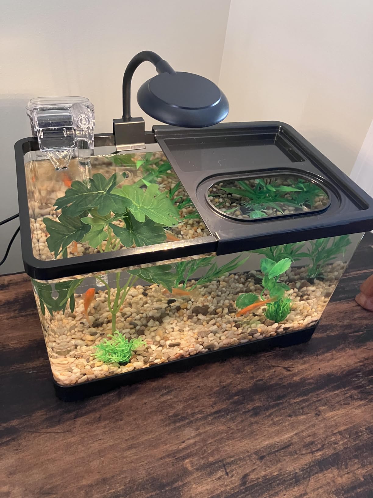 1.8 Gallon Beta Fish Tank Aquariums Kits - Clear Small Fish Bowl Starter Kit with LED Light, Water Filter Pump, Hydroponic Basket - Beginner's Gift for Guppy Shrimp Goldfish, Rectangular customer photo 1